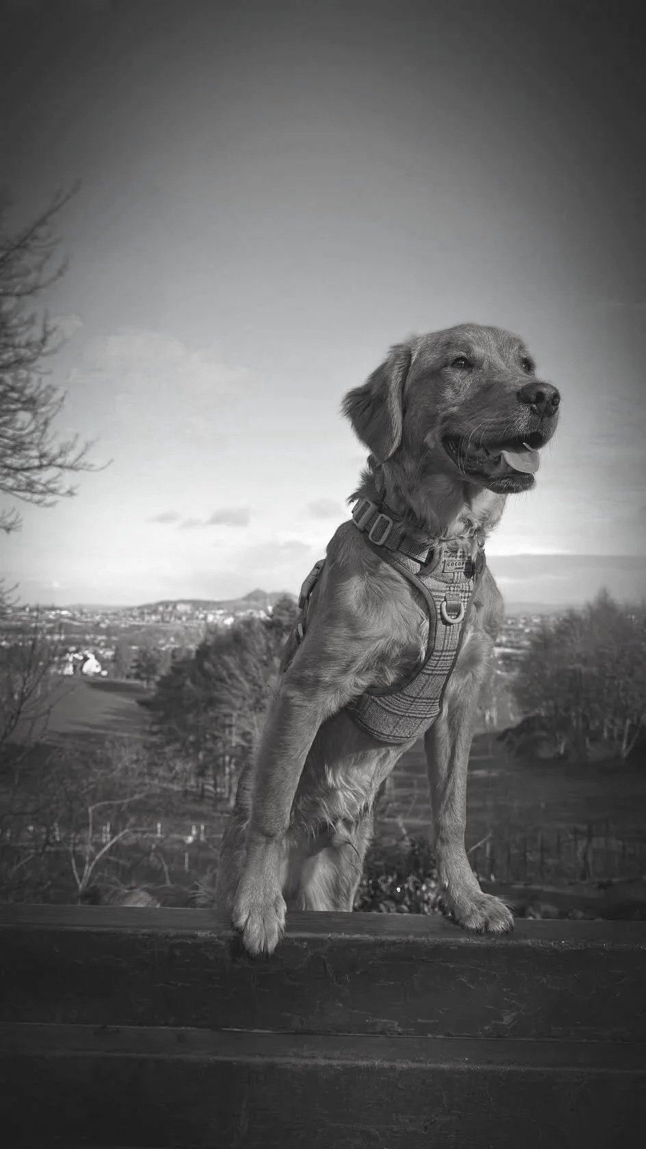 Otis Dickson Barkitectual Technologist Apprentice at JWGS Associates