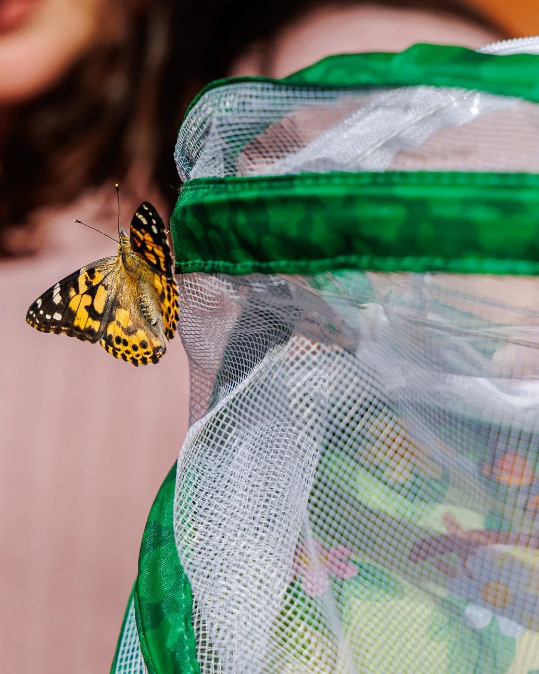 Thank you to everyone who joined us for our butterfly release! 🦋 It was so special watching the butterflies we raised spread their wings and fly off into nature. Wishing them lots of luck on their journey! A special thank you to Richard Frant for ca