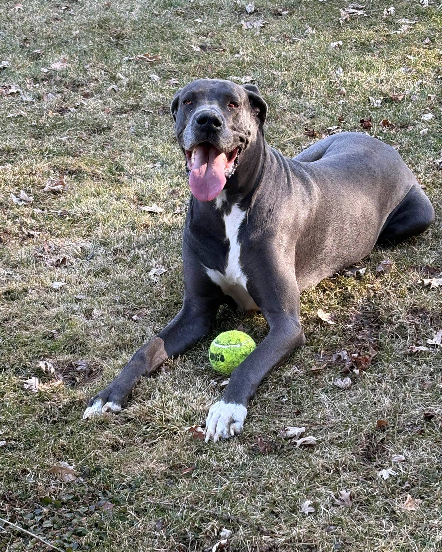 Does anyone else have spring cleaning fever? ✨

Now having more daylight has sent us into the organizing mood and the animals are loving being outside more!

To prepare for spring, make sure to take a look at your filter and change it out if its look