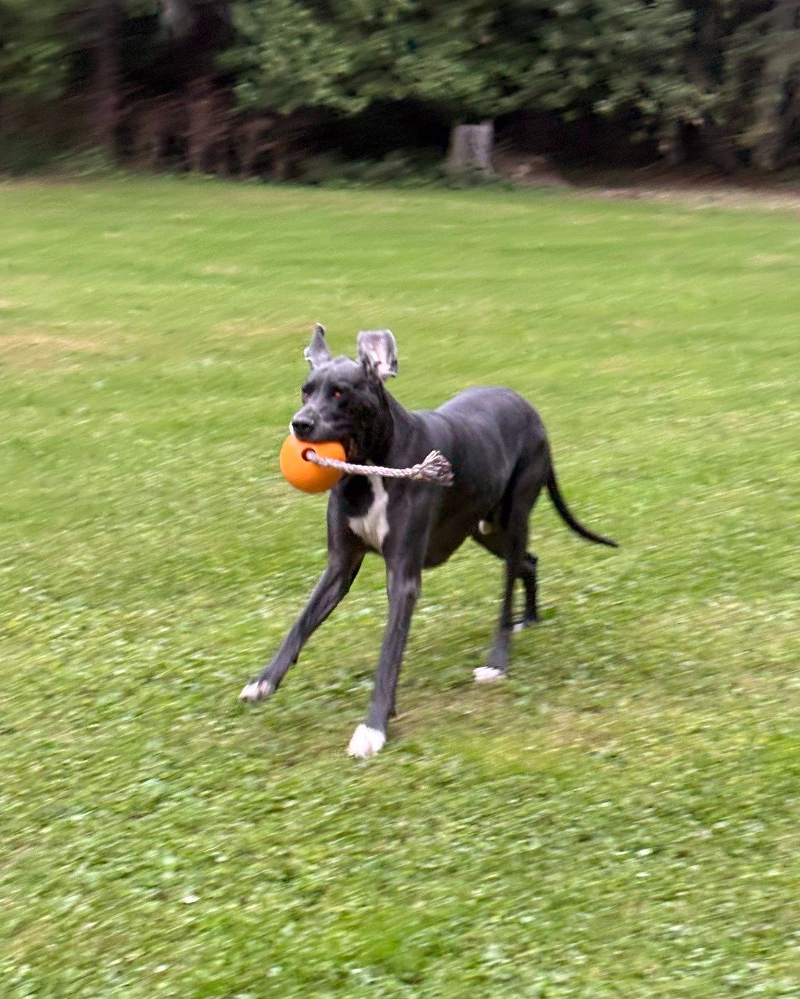 Otis takes his job as Chief Happiness Officer very seriously! 🐾

Usually after a long day of work Otis will demand that we go outside with him and "throw the ball".

We&rsquo;ve learned there are certain phrases you simply cannot say aroun
