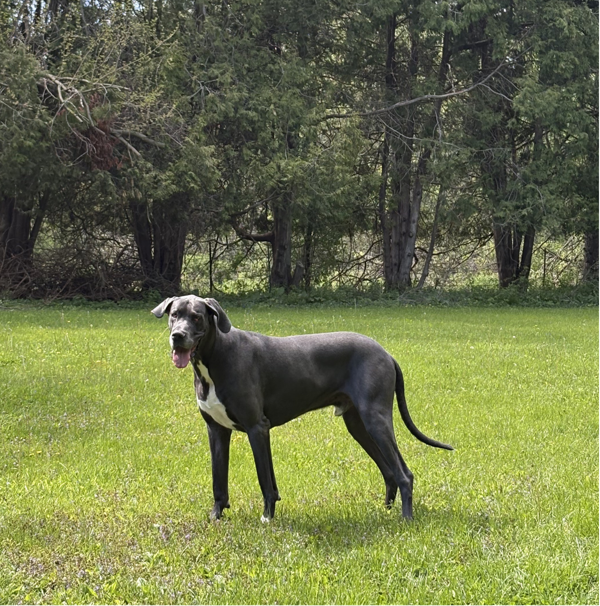 Otis Bilello A gray Great Dane dog with a white chest standing on a grassy field with trees in the background.