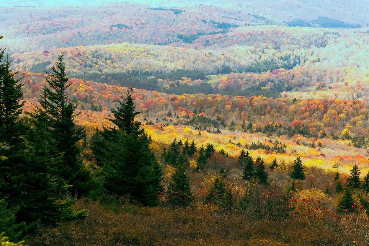 A scenic view of rolling hills and mountains covered with colorful autumn trees, featuring evergreen trees in the foreground.