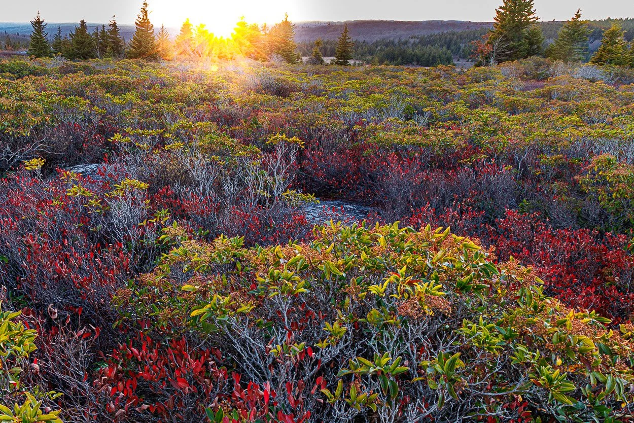 Sunset over a vast landscape of colorful shrubbery and evergreen trees in a natural setting.