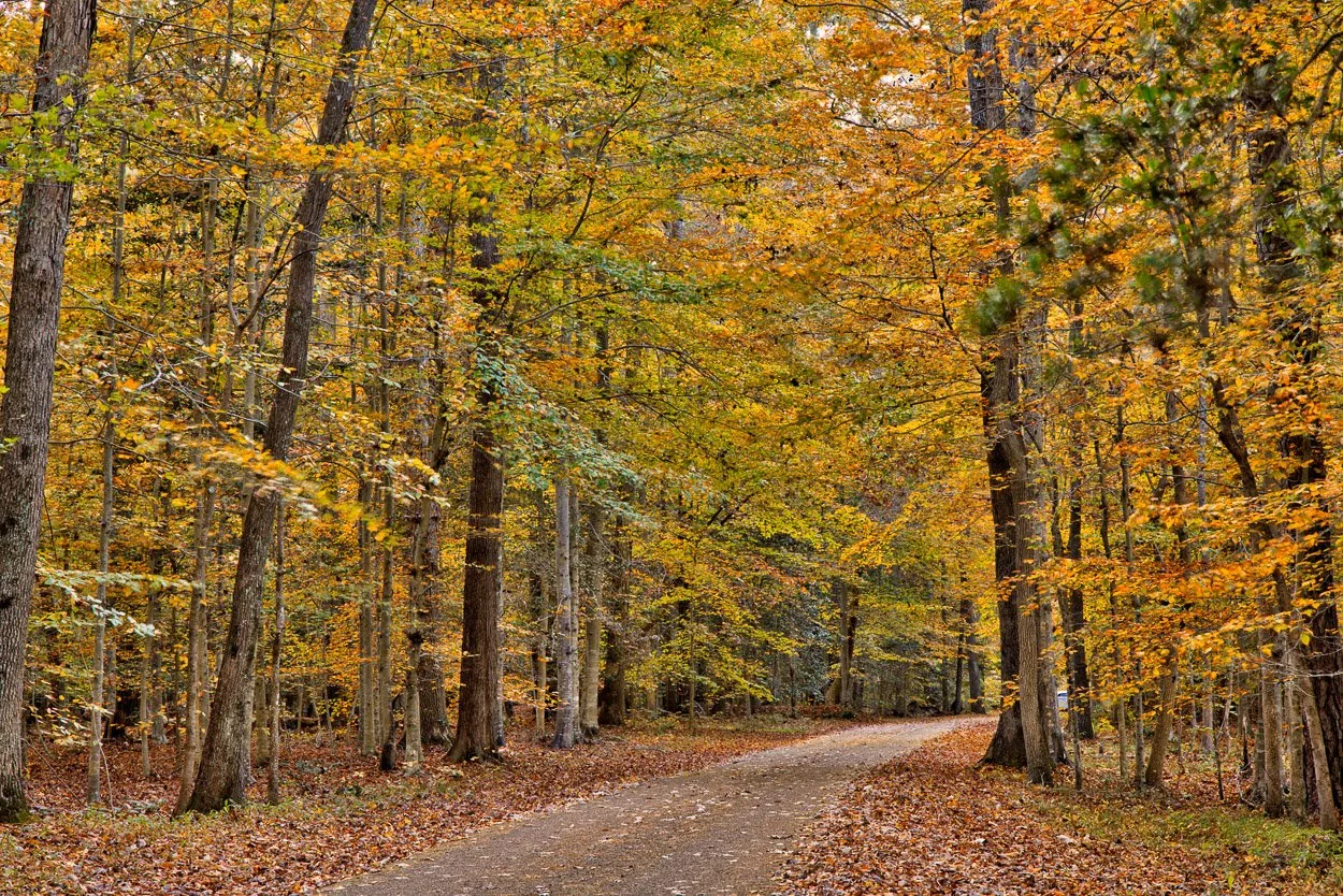 A dirt path winding through a forest with trees displaying fall foliage in shades of green, yellow, and orange.