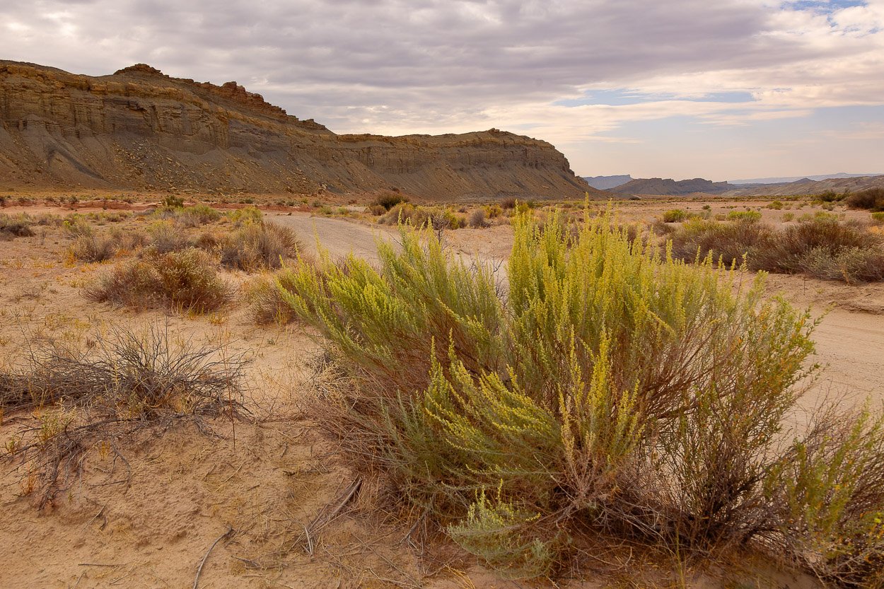 A desert landscape with a dirt road, sparse bushes, and rocky hills under a cloudy sky.