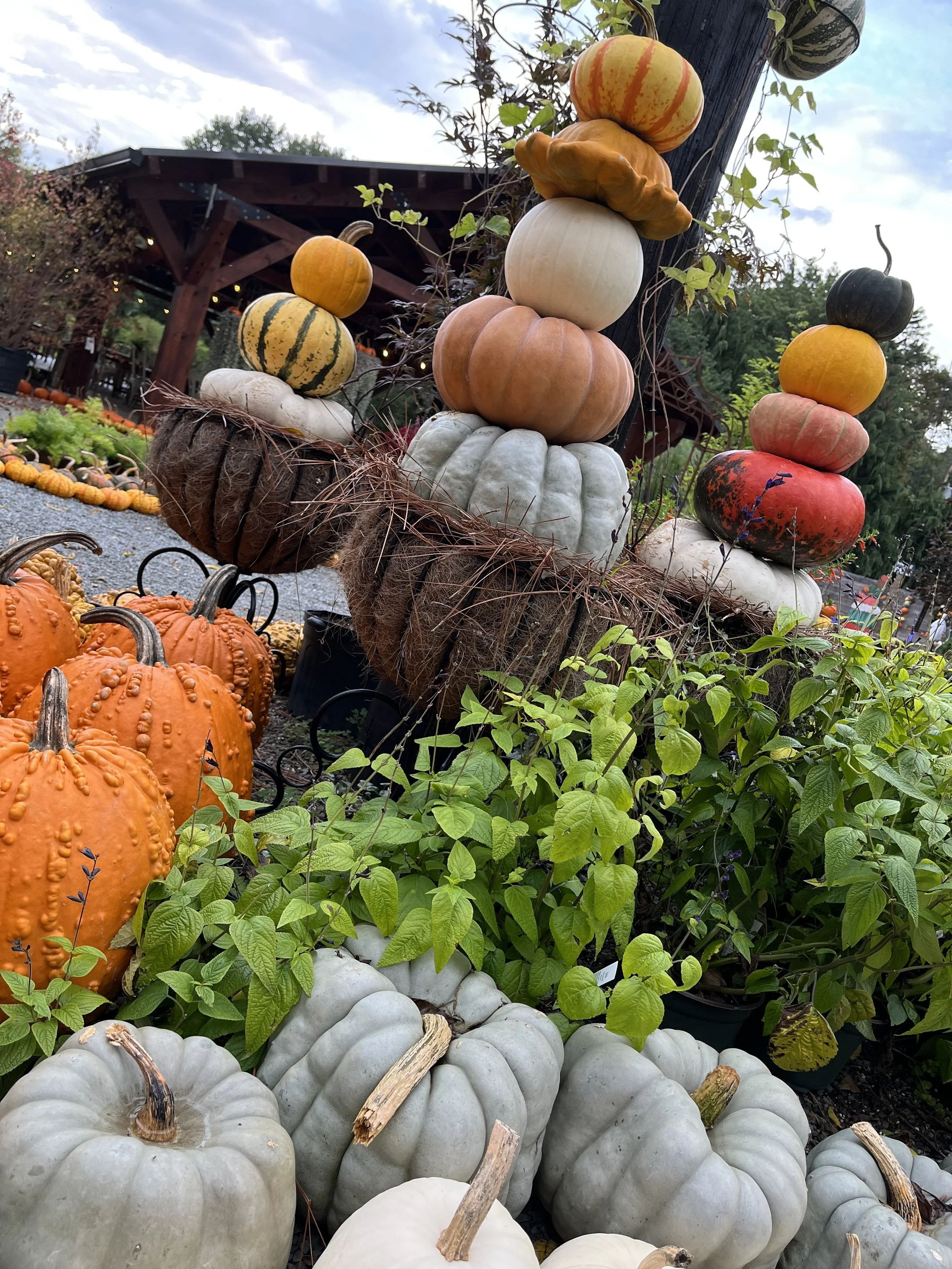 pumpkin displays at creekside gardens.jpg