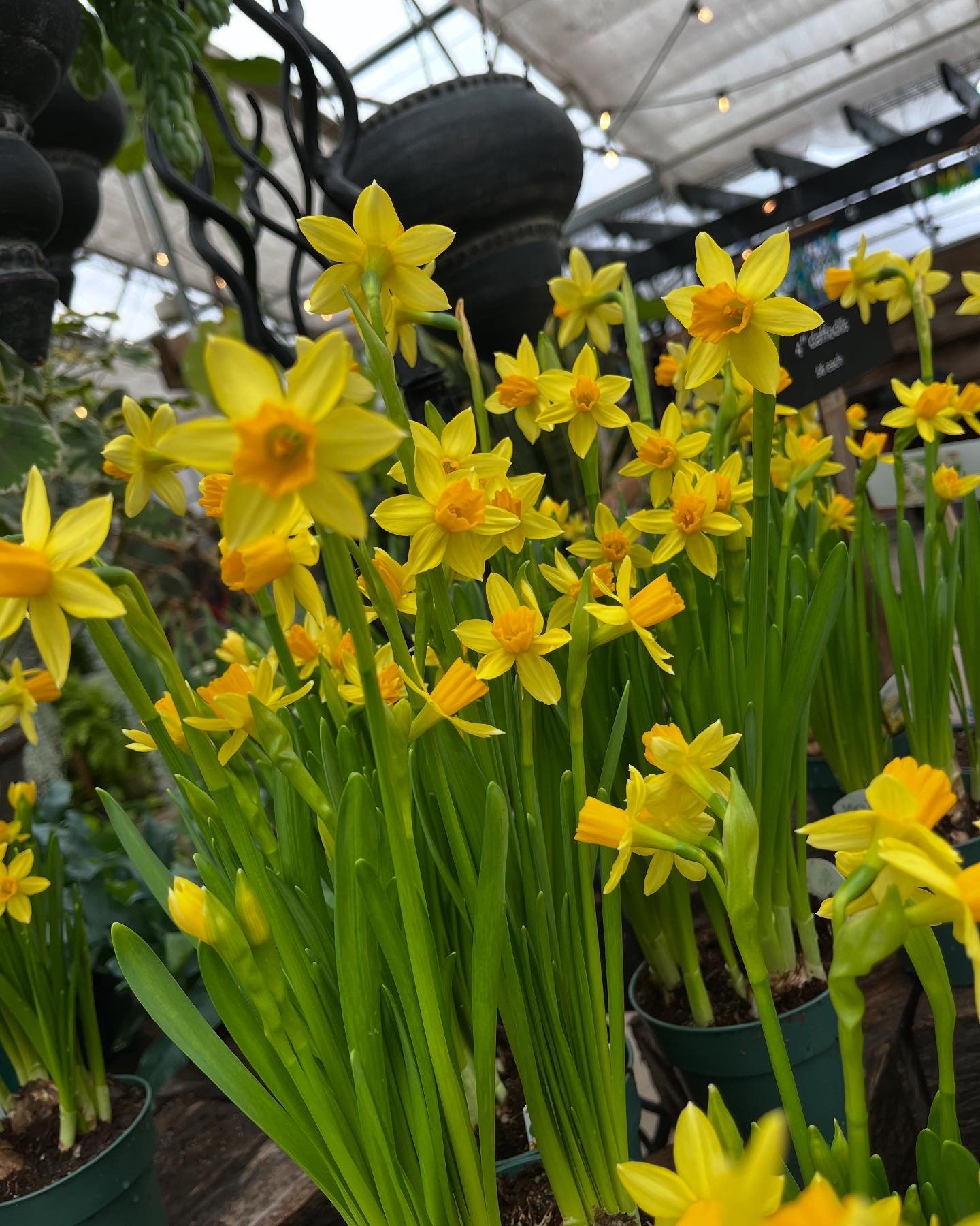 Living Easter Basket Workshop