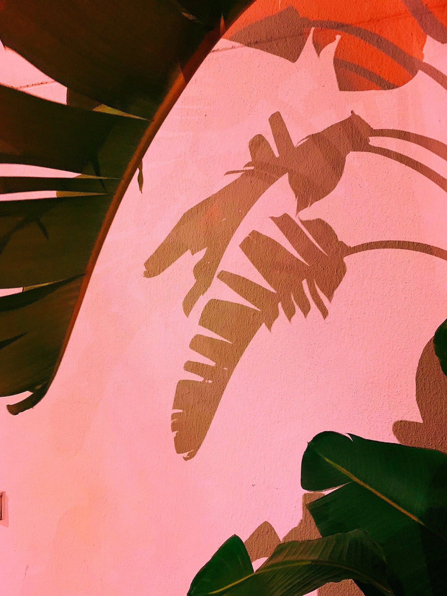 Shadows of large tropical leaves cast on a pink wall.