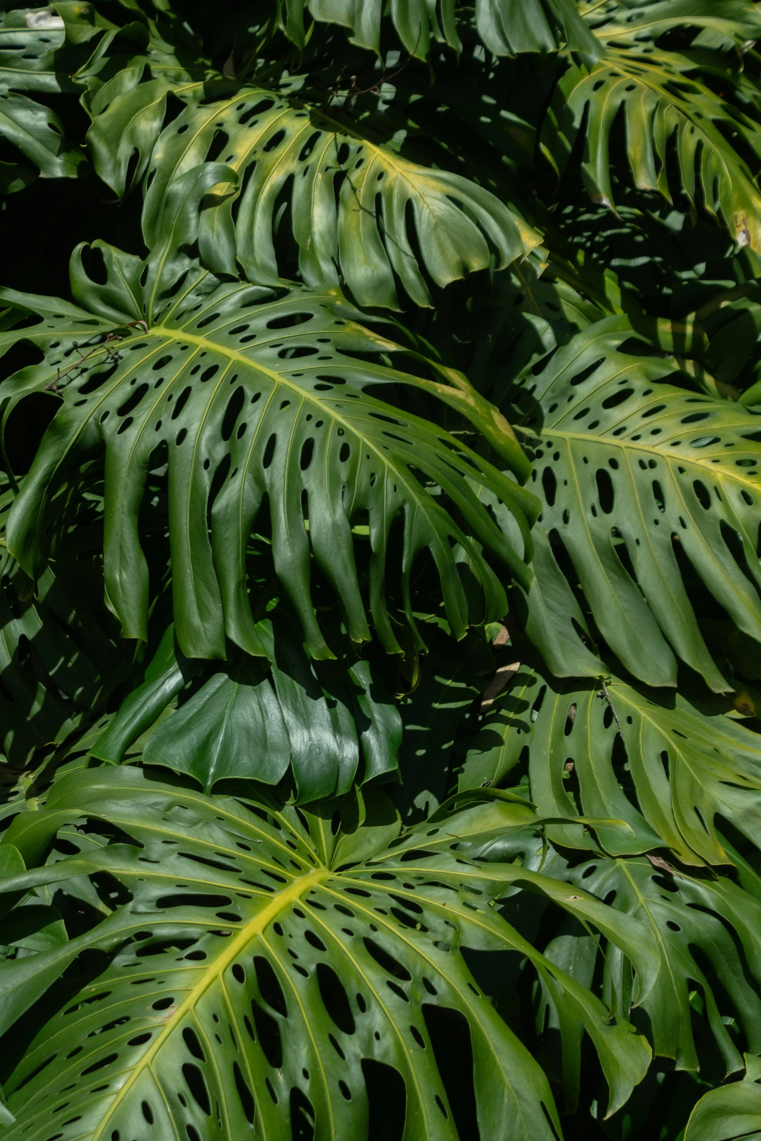 Close-up of lush green Monstera leaves with characteristic holes and splits, in natural sunlight.