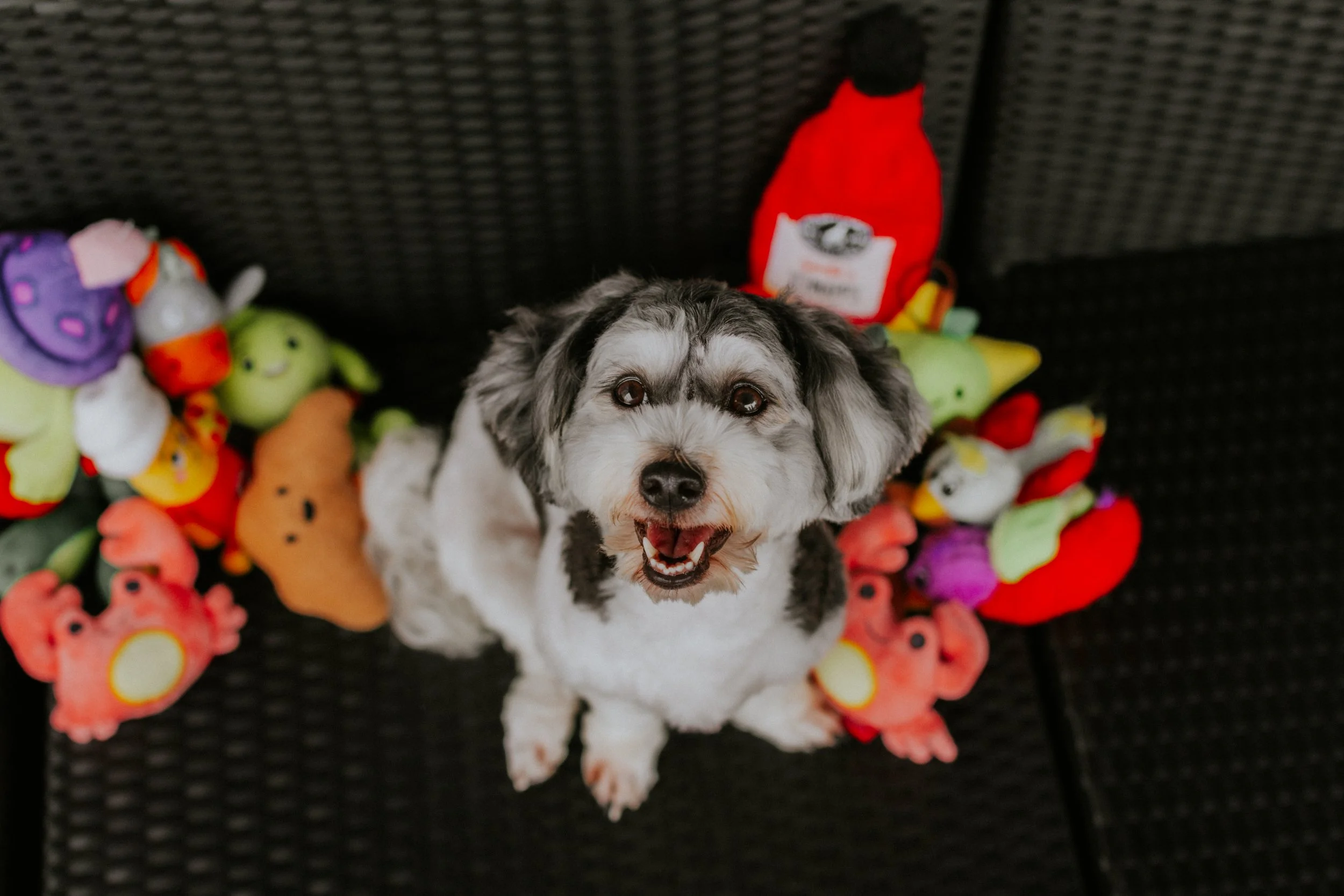 Kyra and Bailey-12.jpg