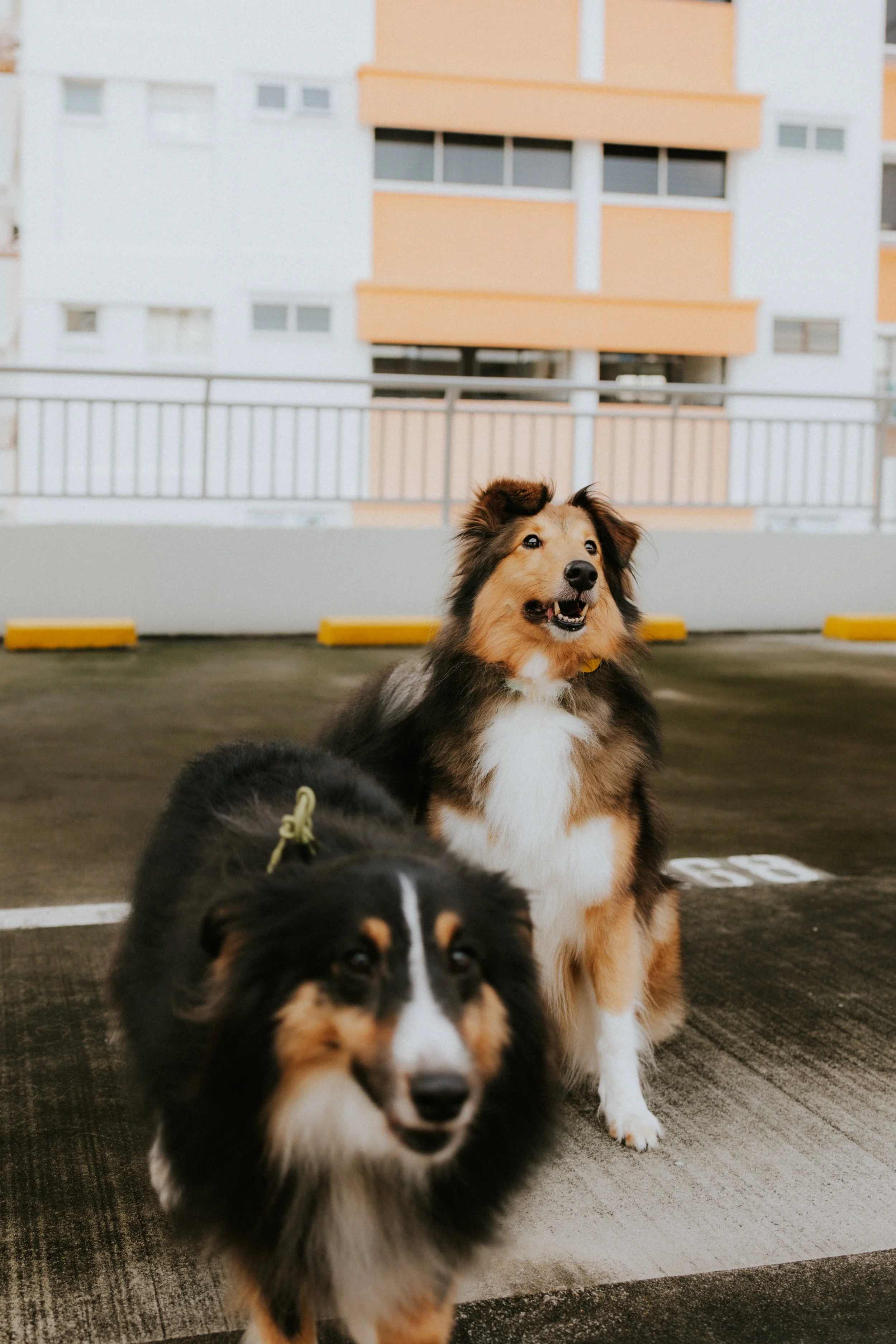 Joven, Jiayu, Hapsie & Hallie