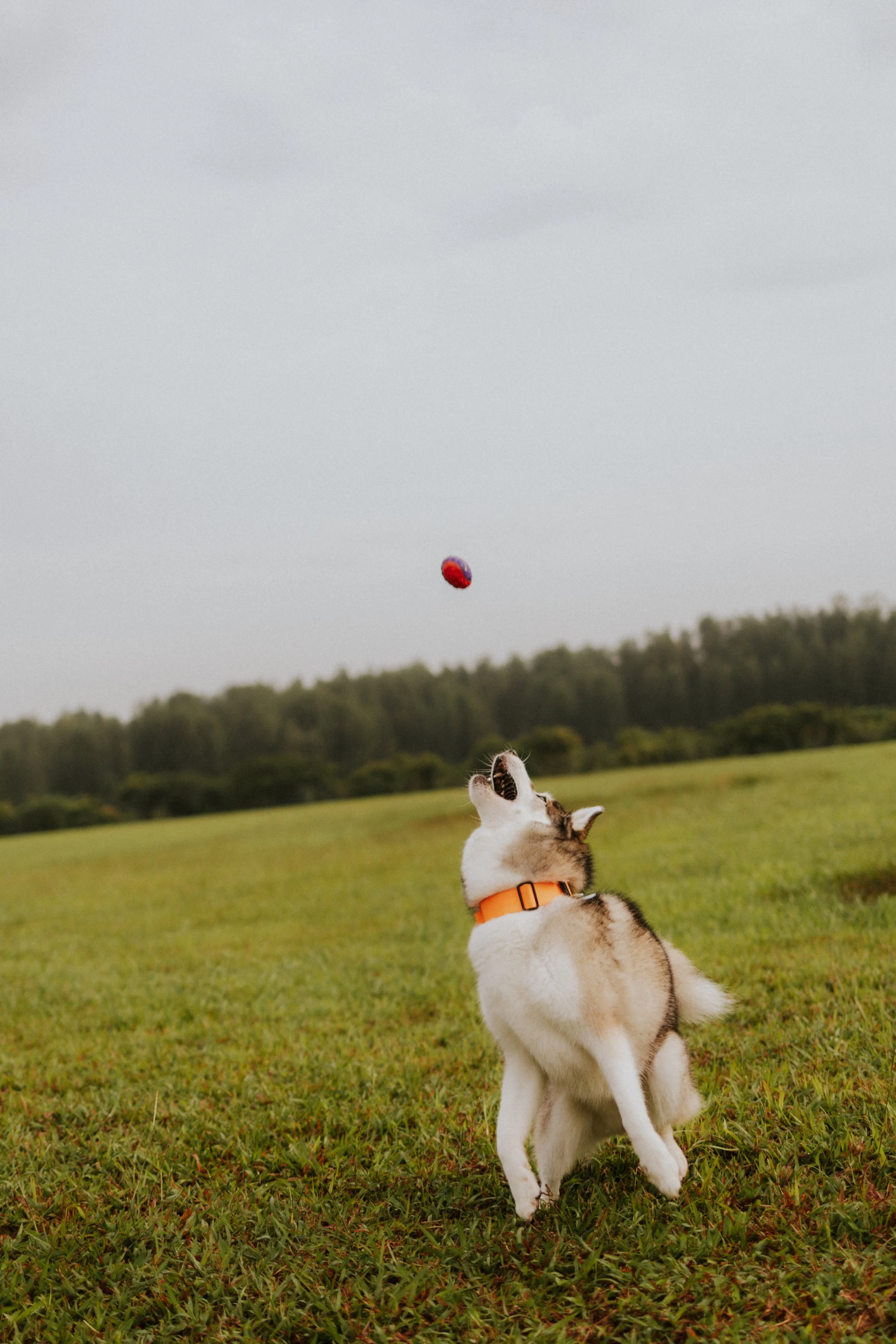 Adriel, Hazel, Kobe, Kygo-35.jpg