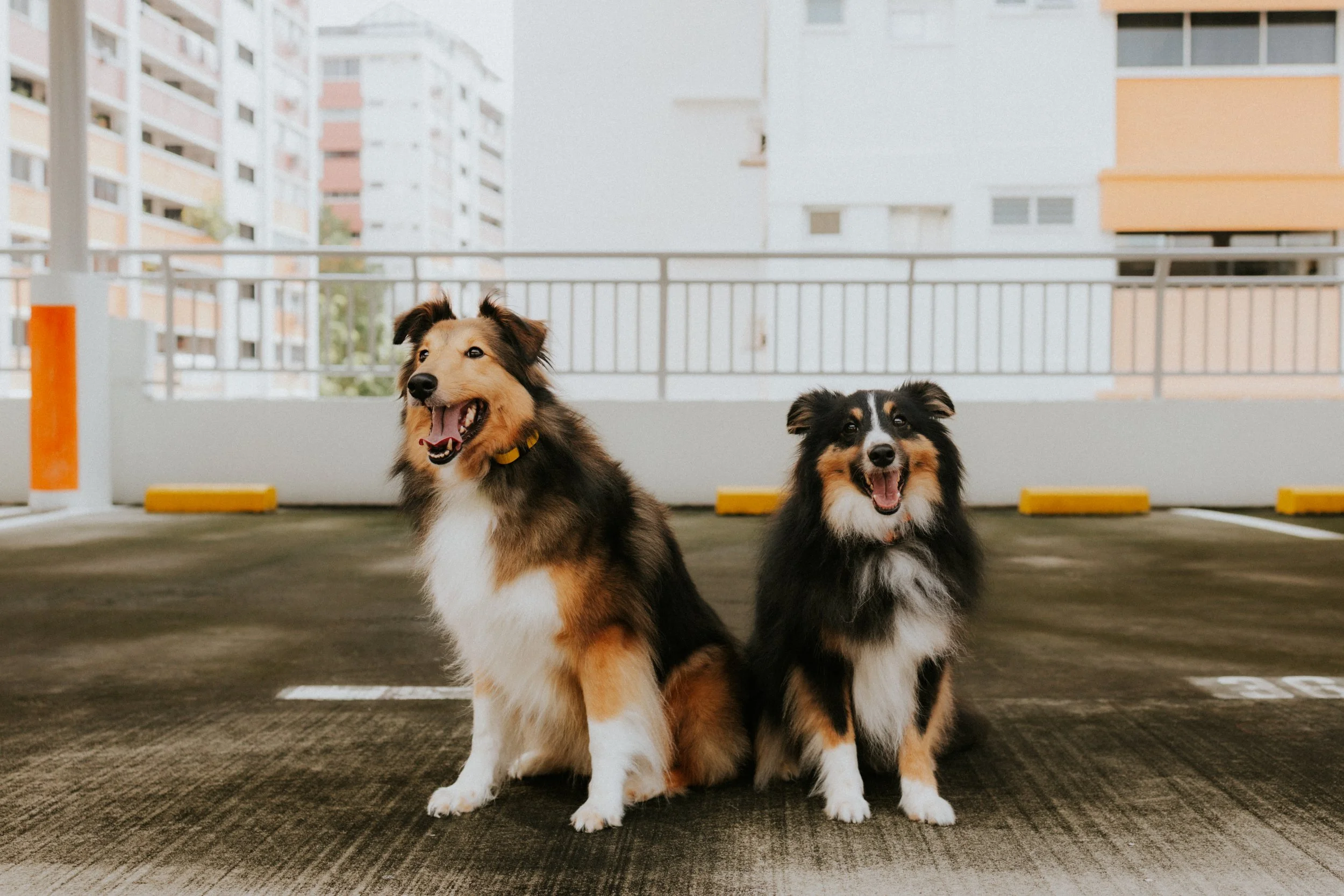 Joven, Jiayu, Hapsie, Hallie-6.jpg