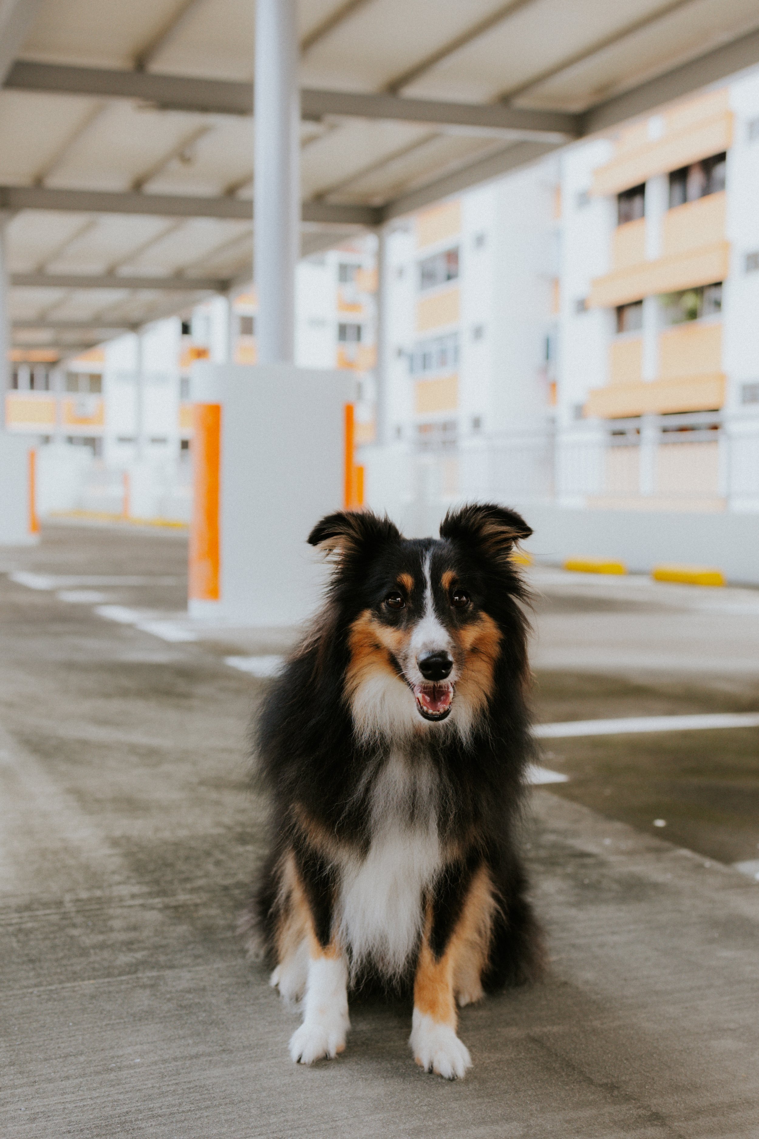 Joven, Jiayu, Hapsie, Hallie-40.jpg