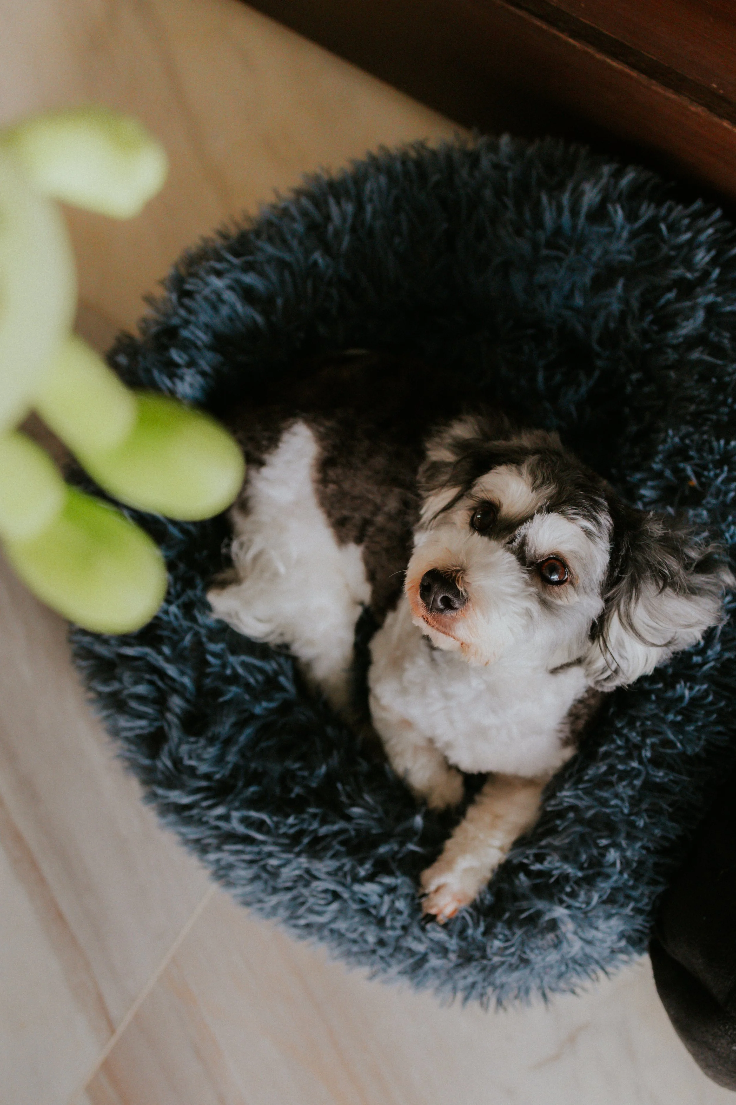 Kyra and Bailey-4.jpg