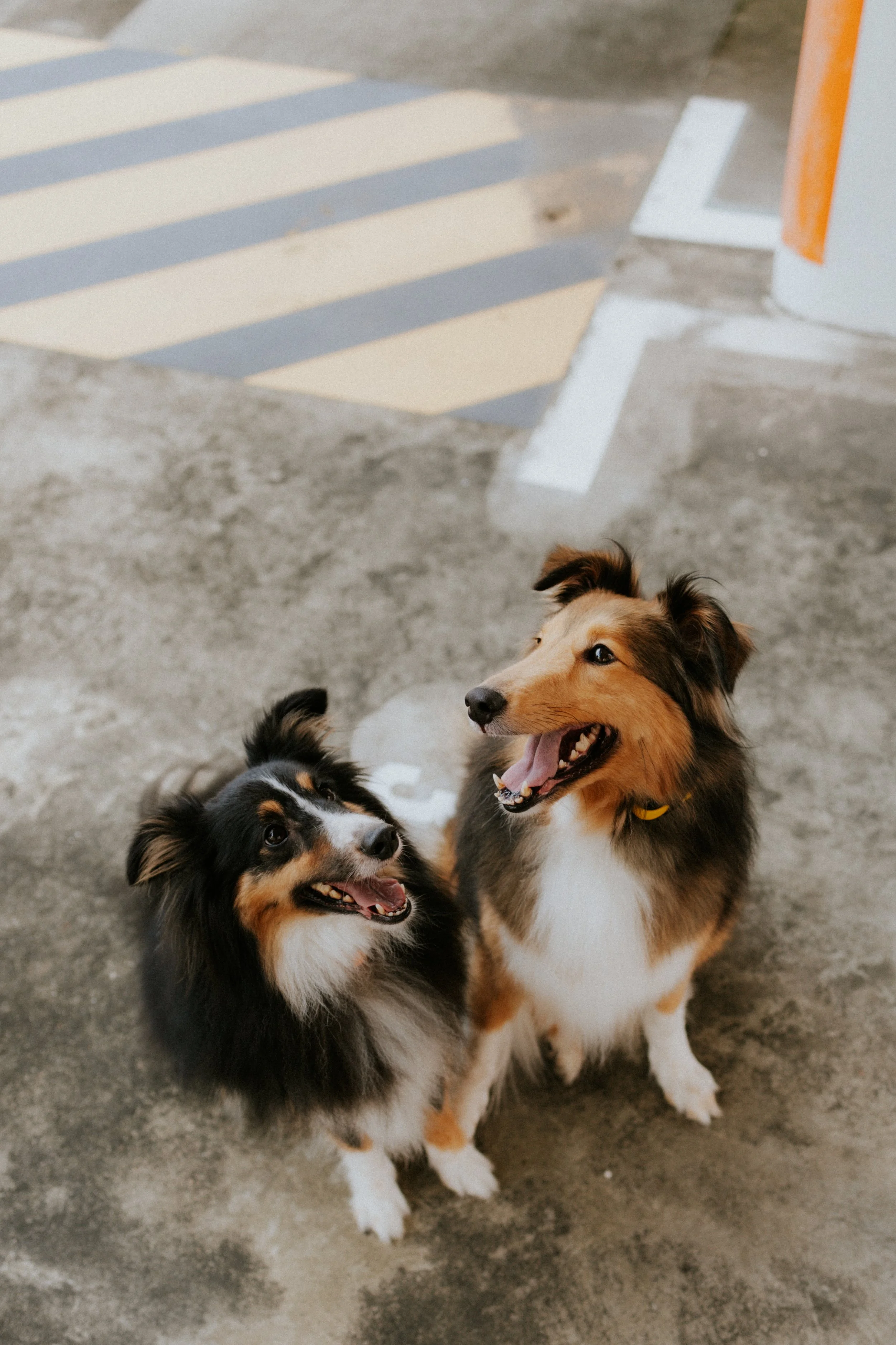 Joven, Jiayu, Hapsie, Hallie-37.jpg