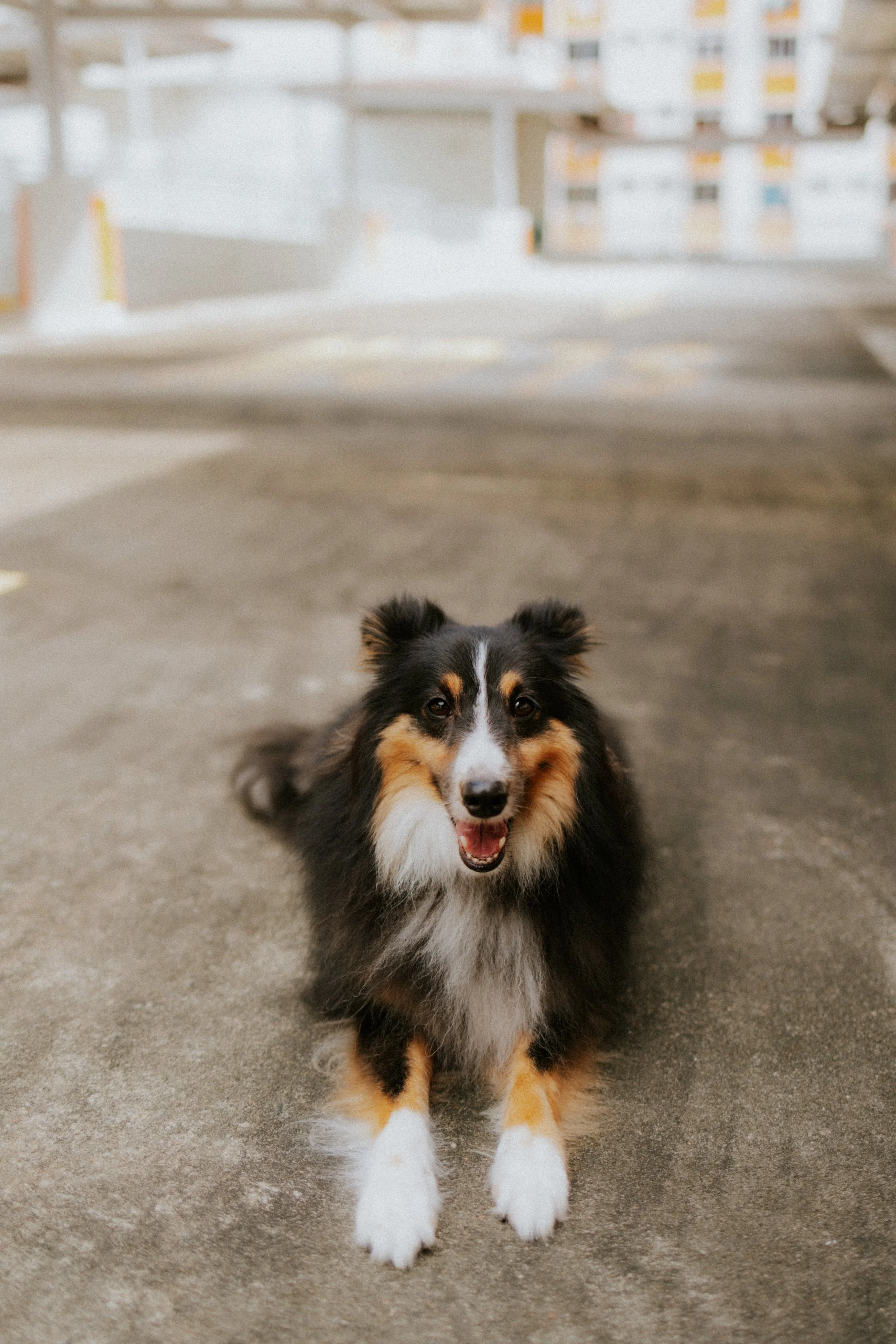 Joven, Jiayu, Hapsie, Hallie-57.jpg