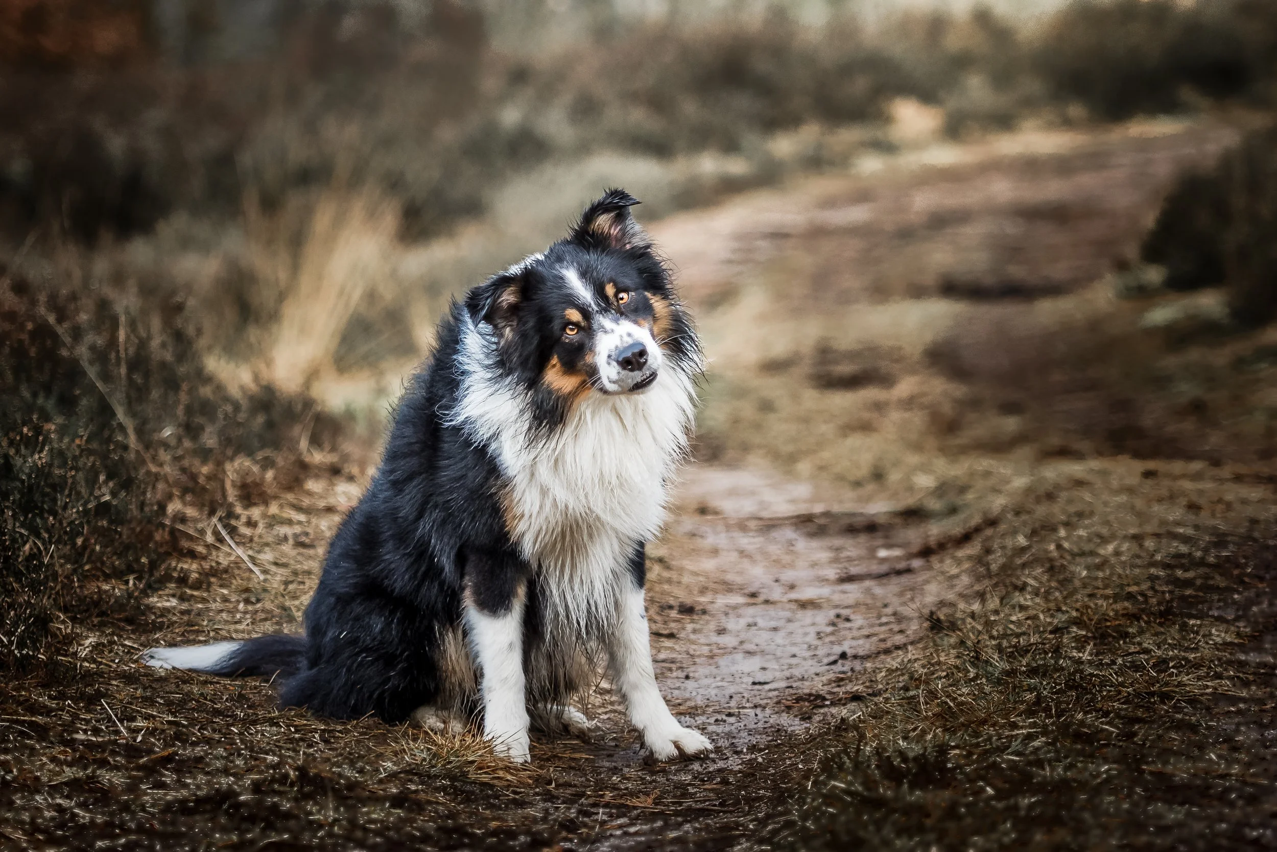 Een border collie hond zit op een modderig pad in een bosrijke omgeving.
