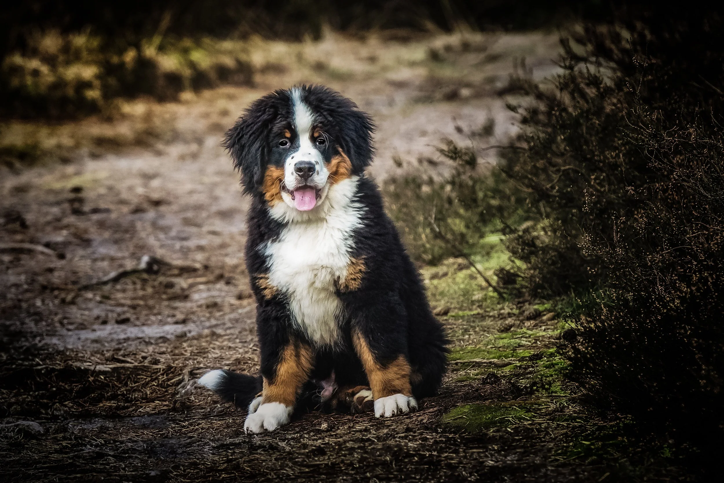 Schattige foto van een jonge Bernese Mountain Dog puppy die op een modderige bosgrond zit