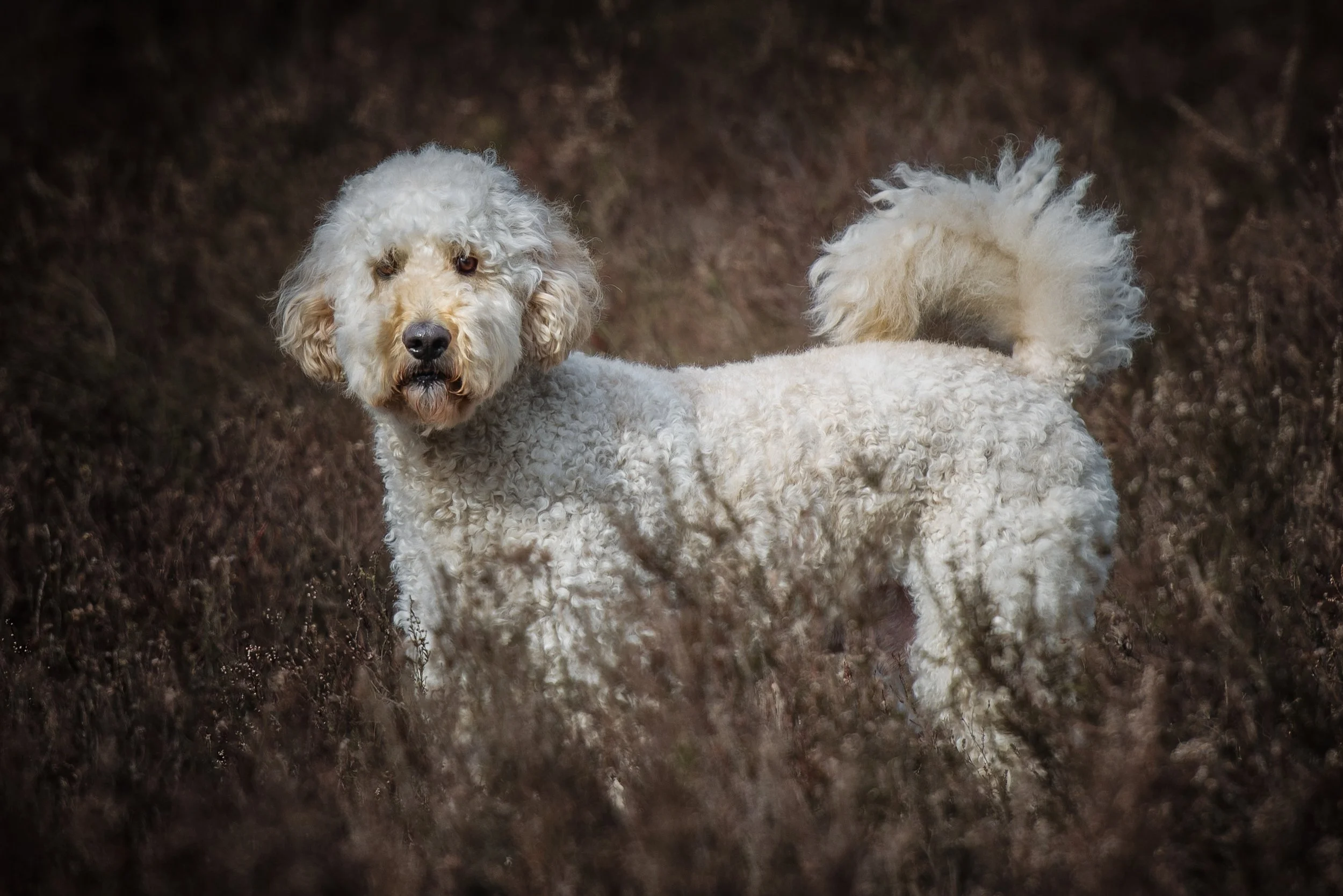 Wit gekrulde hond staand in een veld met bruinere planten, kijkend naar de camera.