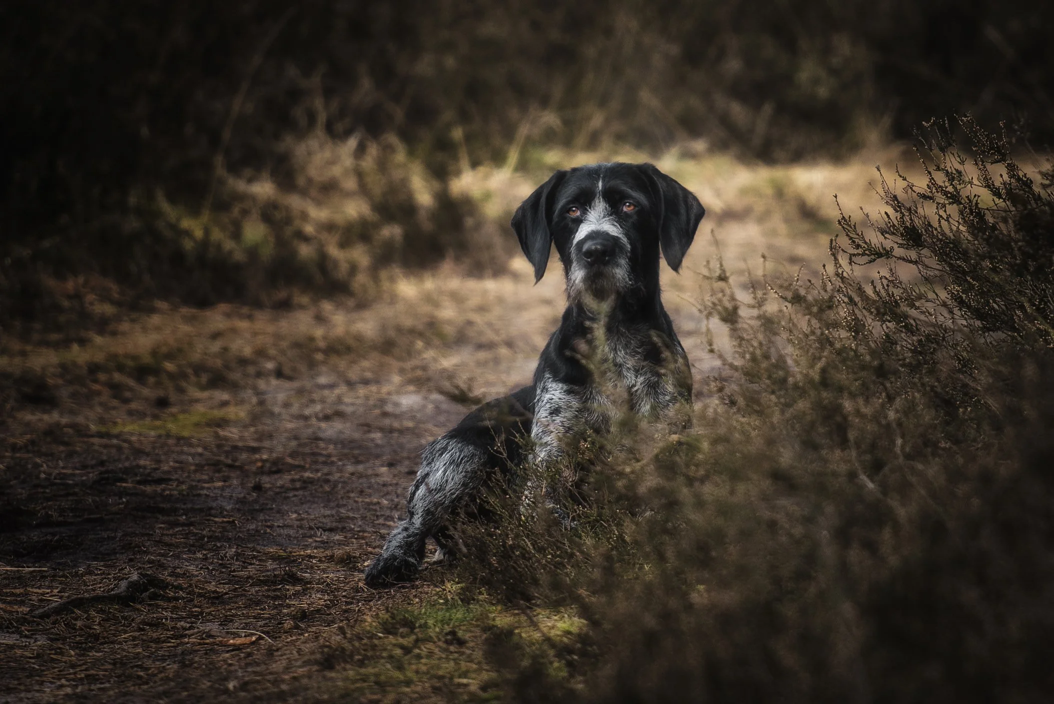 Een zwart-witte pointer hond ligt op een bospaadje, omringd door bosschages, met een rustige uitdrukking.