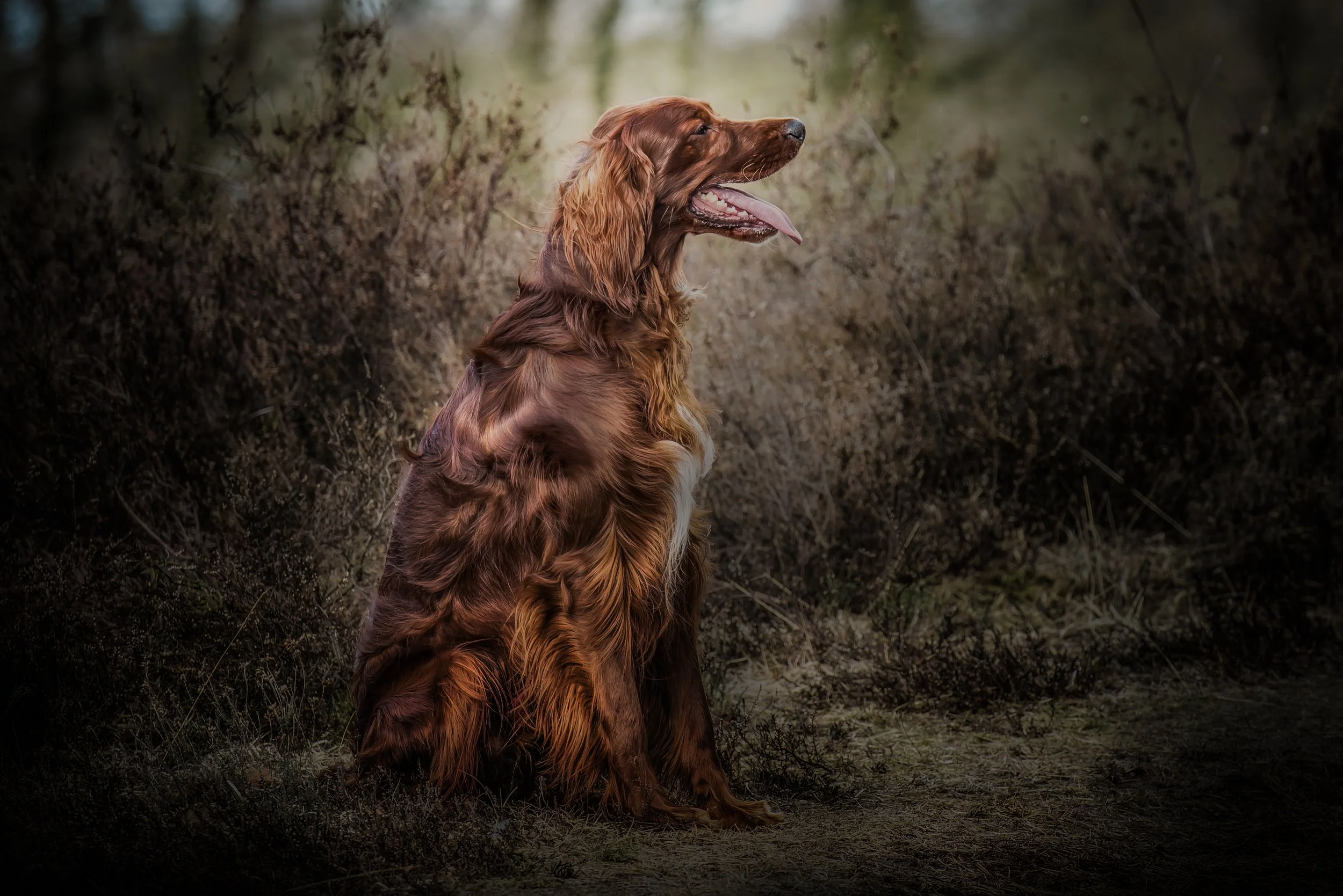 Een bruin, langharig hond zit naast struiken in een bosachtige omgeving, met de tong uit de bek.