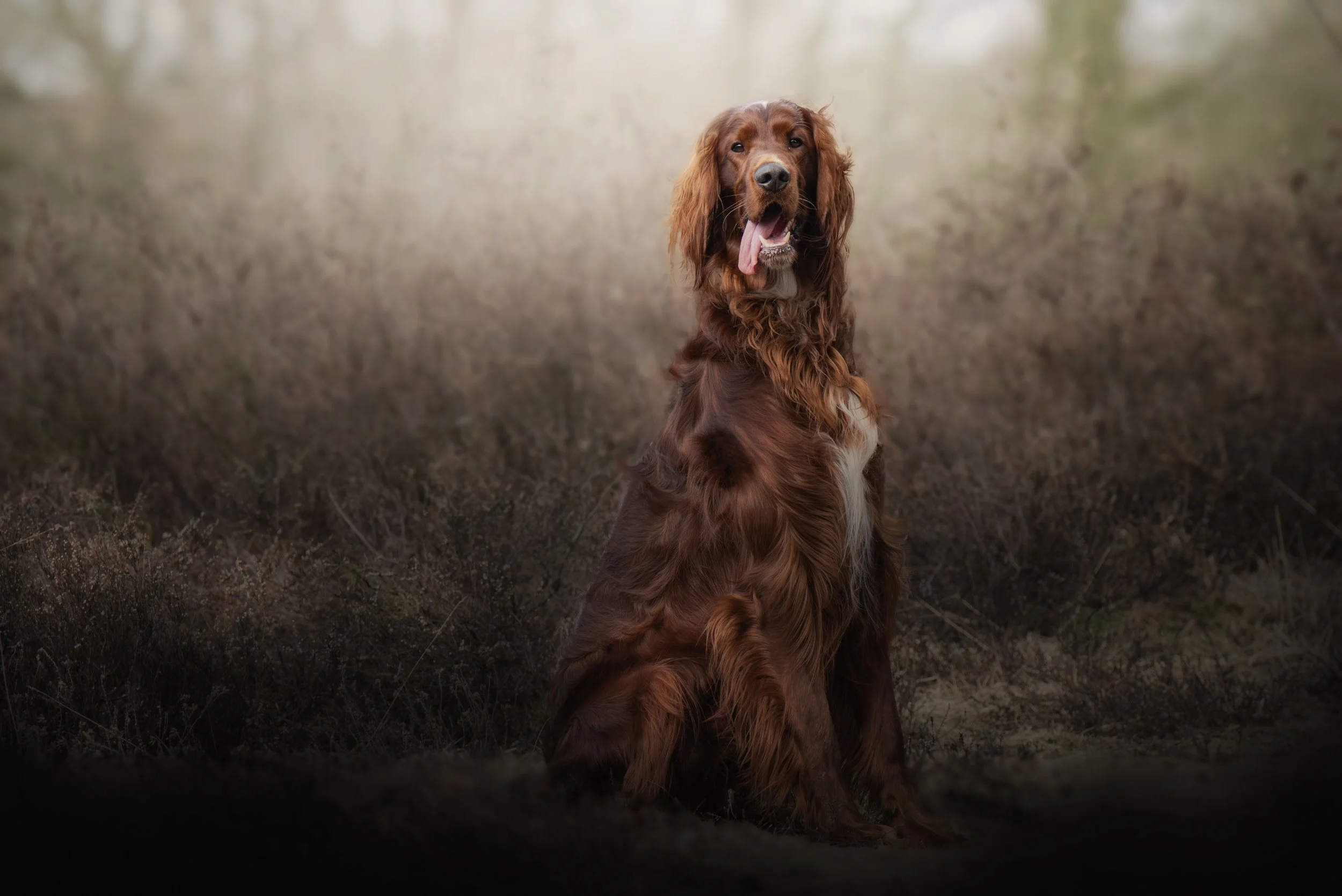 IJslandse dog met lange, golvende vacht zittend in een veld met een wazige, natuurlijke achtergrond.