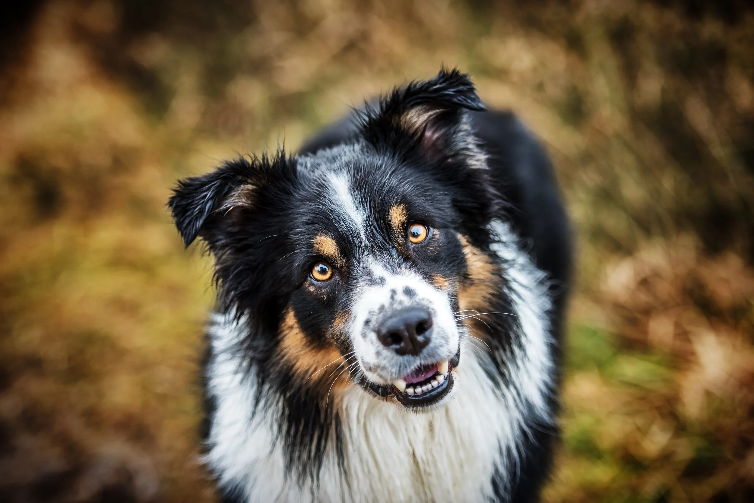 Schattige Australische Herder met gouden ogen in een boslandschap