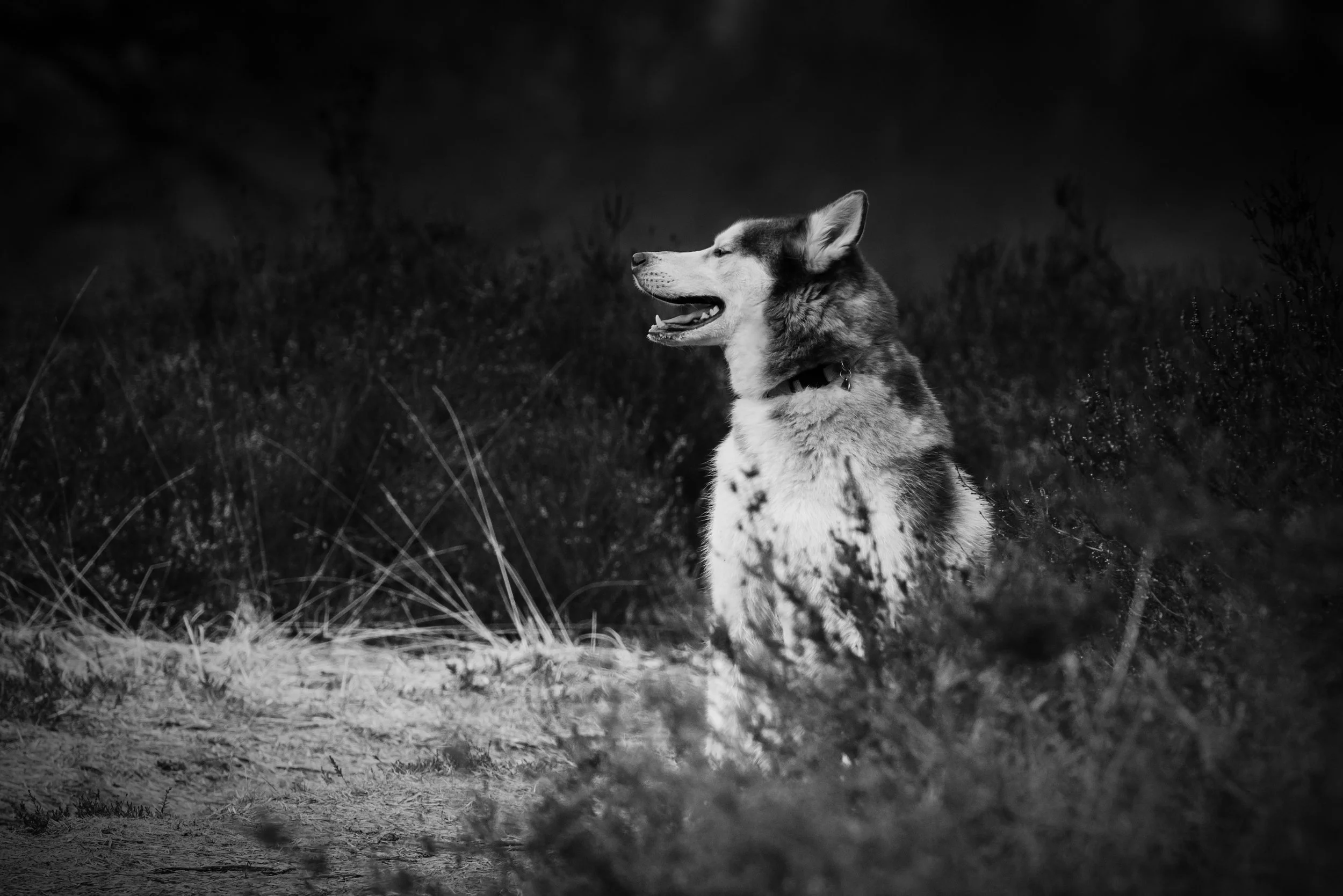 Zwaluwende hond in zwart-wit, zittend in een wilde omgeving, met een open mond en ogen dicht.