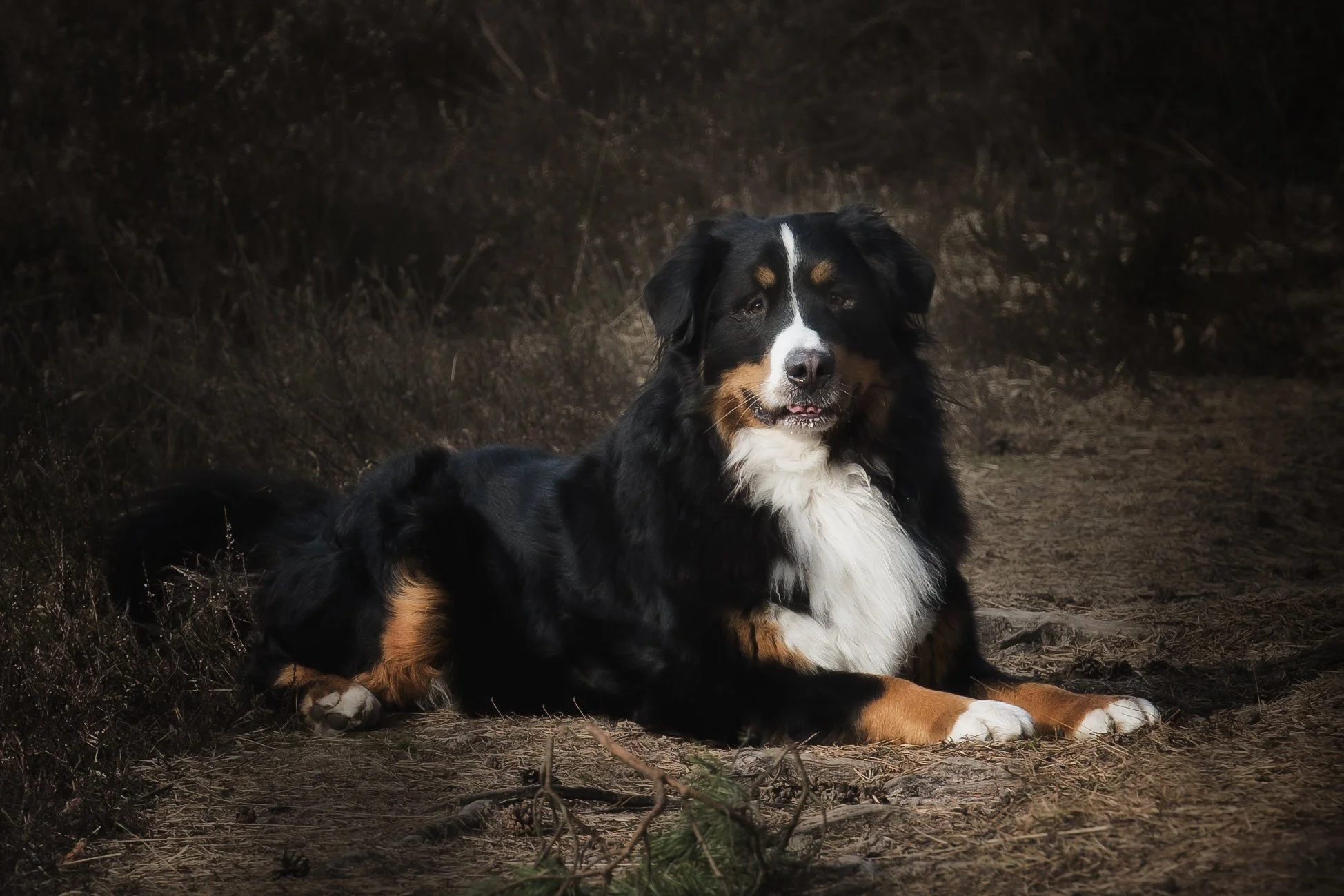 Een tricolor Border Collie ligt op een bosachtige ondergrond, met een donkere achtergrond en zachte verlichting.