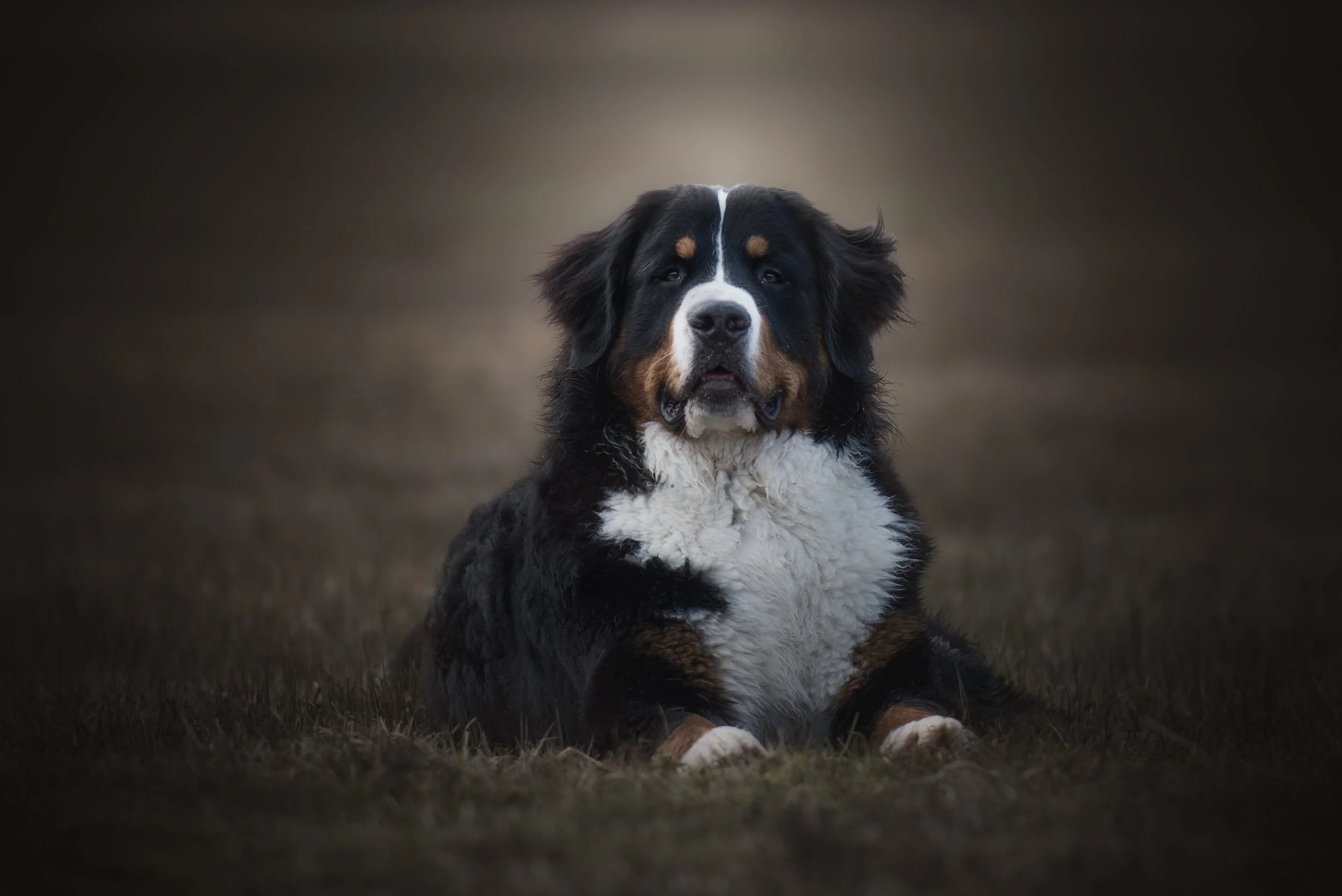 Een grote, vriendelijke Bernese Mountain Dog liggend op gras, met een donkere, vage achtergrond.