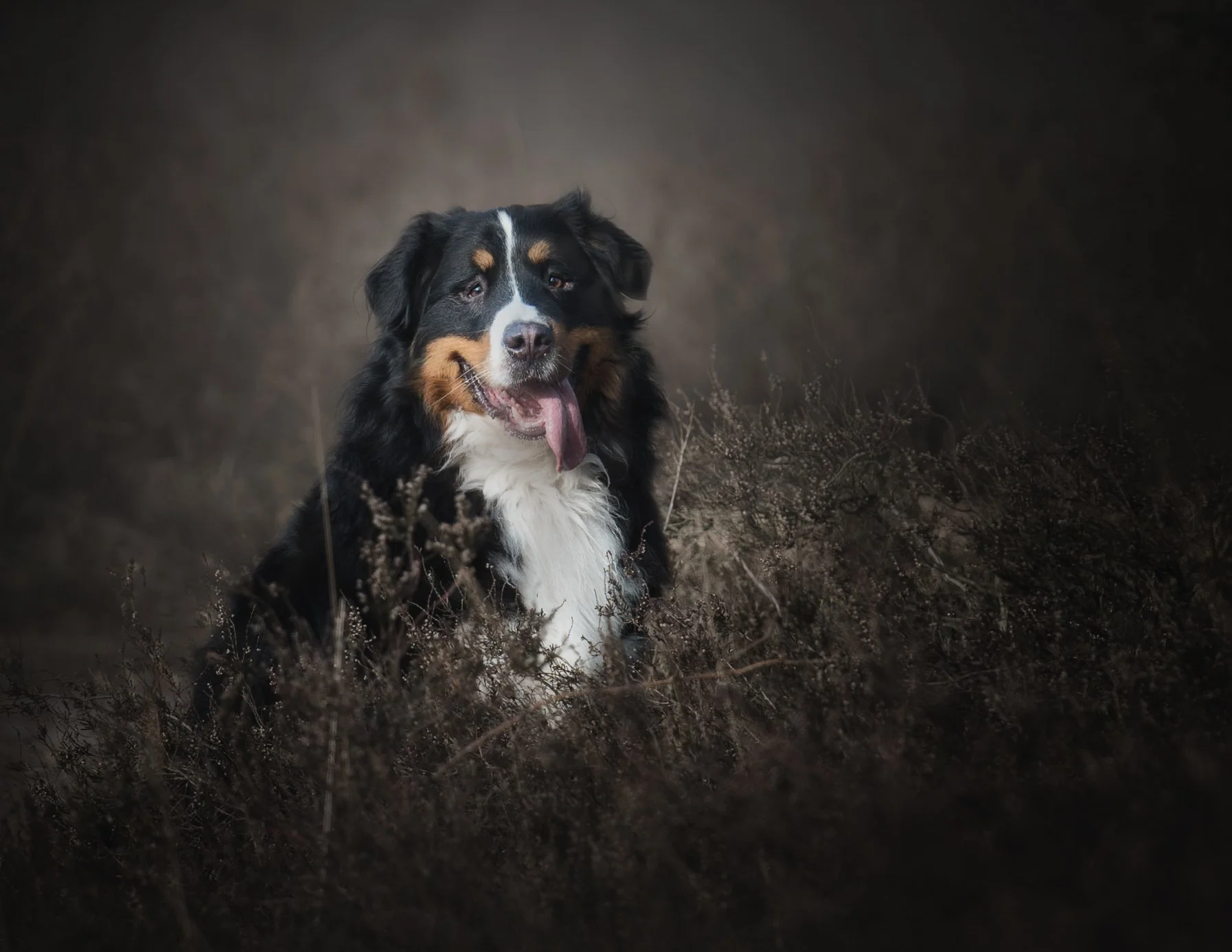 Een foto van een Border Collie op een veld met droge planten, met een donkere achtergrond en zacht licht dat de hond benadrukt.