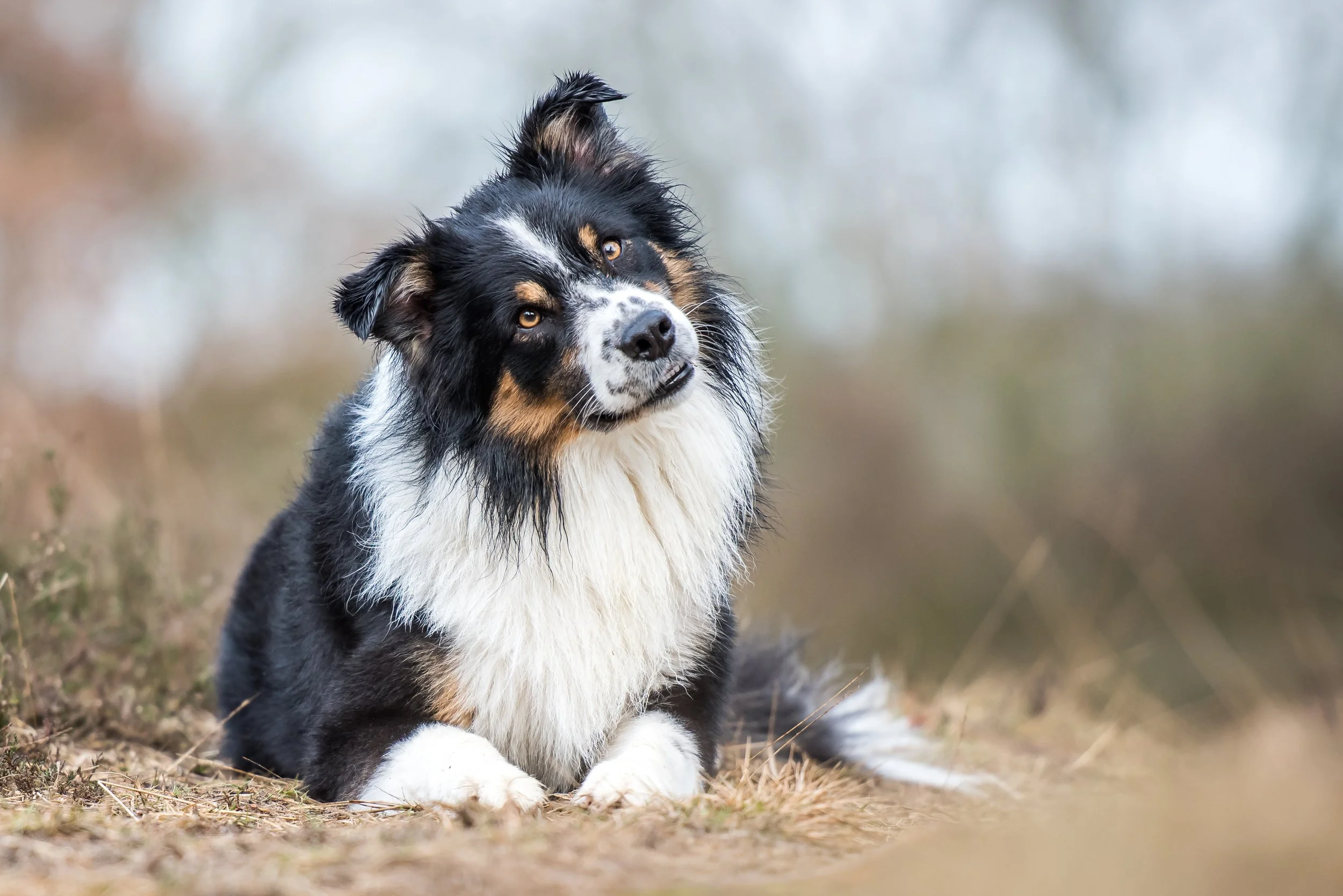 Een Border Collie hond liggend op de grond in een natuurlijke omgeving, met een lichte achtergrond en uitdrukkking van nieuwsgierigheid.