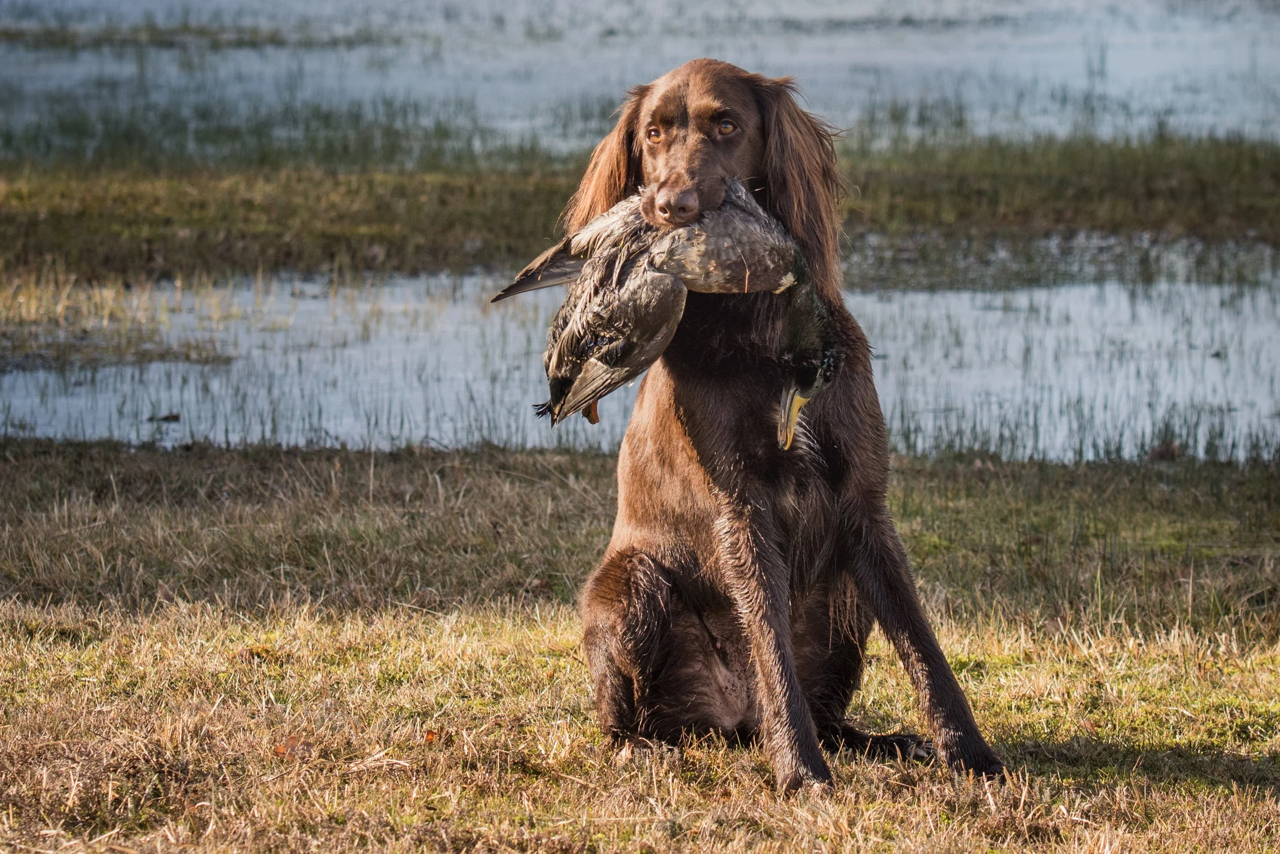 Hond die een watervogel vasthoudt in een nat landschap met water en gras.