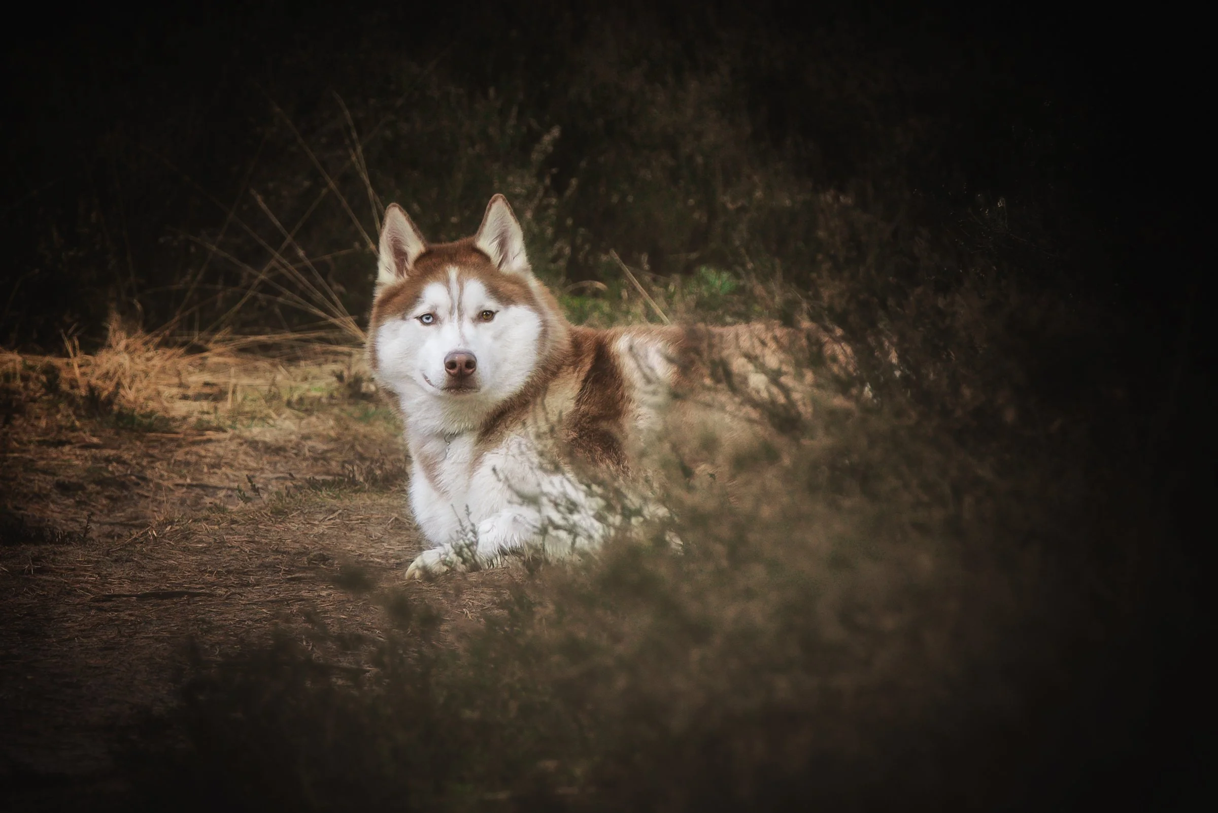 Husky hond liggend in het bos, omgeven door bossen en struiken.