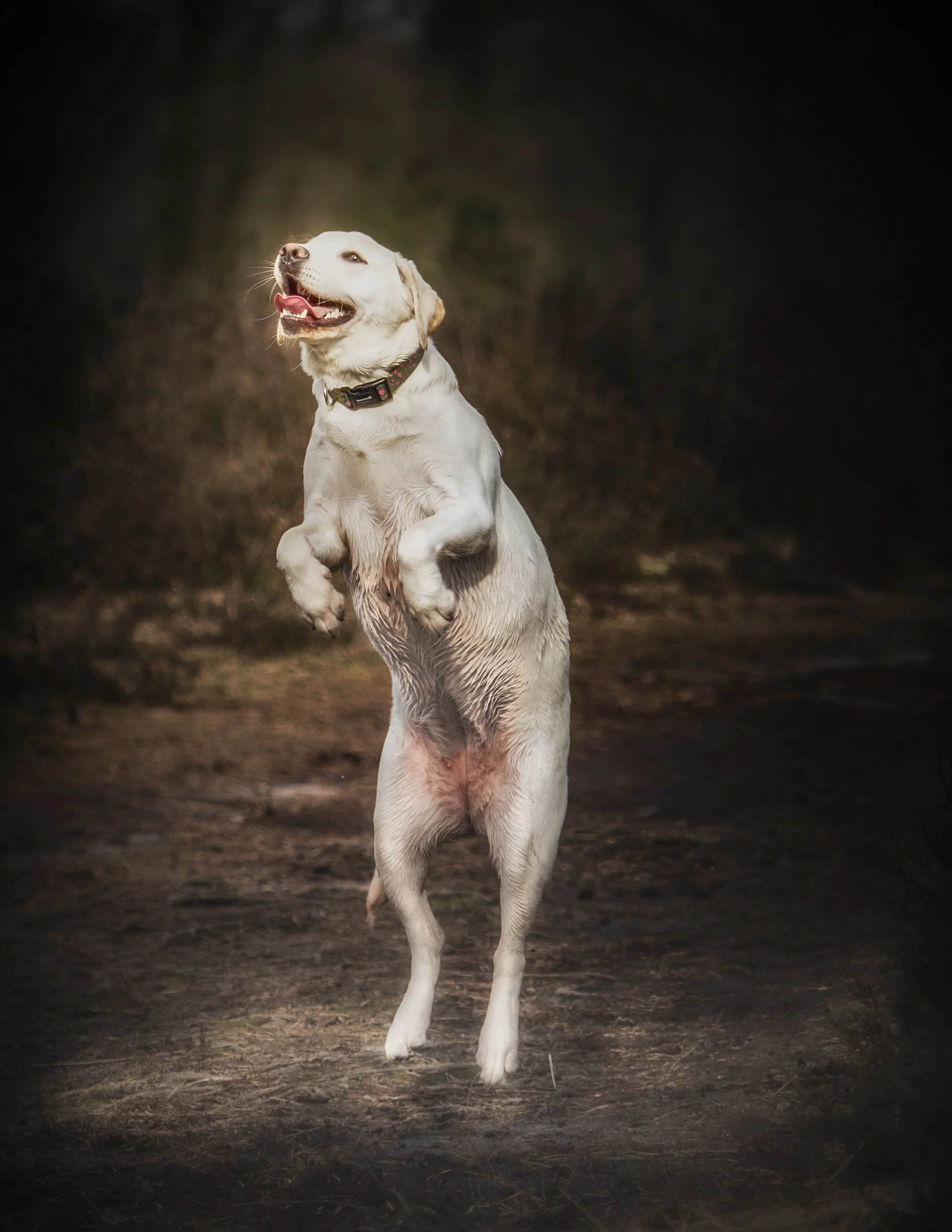 Hond staat rechtop op zijn achterpoten met een bosrijke achtergrond.