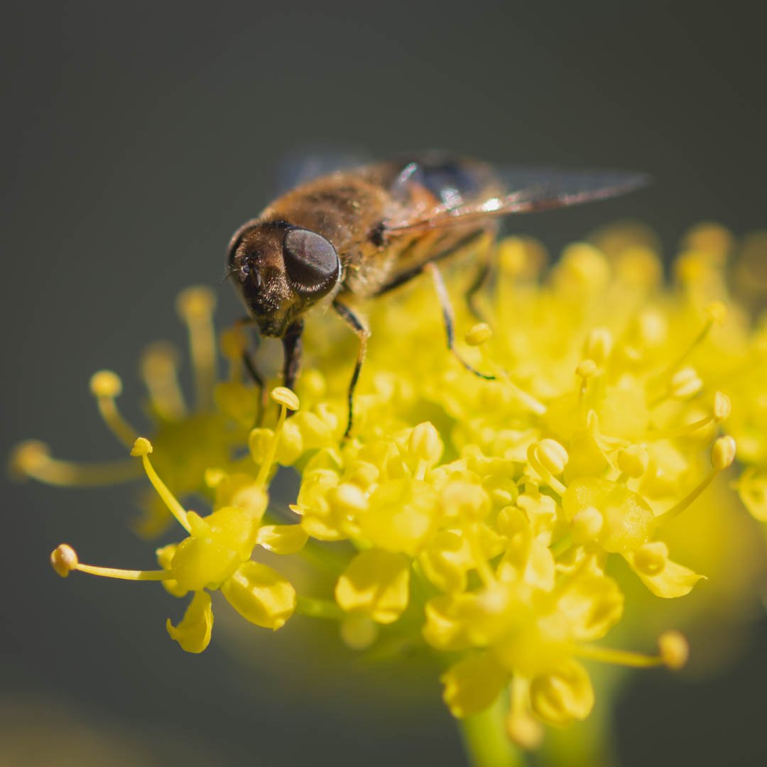 Nature's Gold
