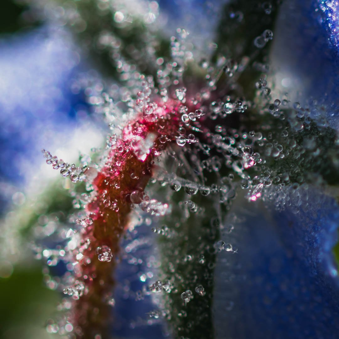 Nature's Micro-Art