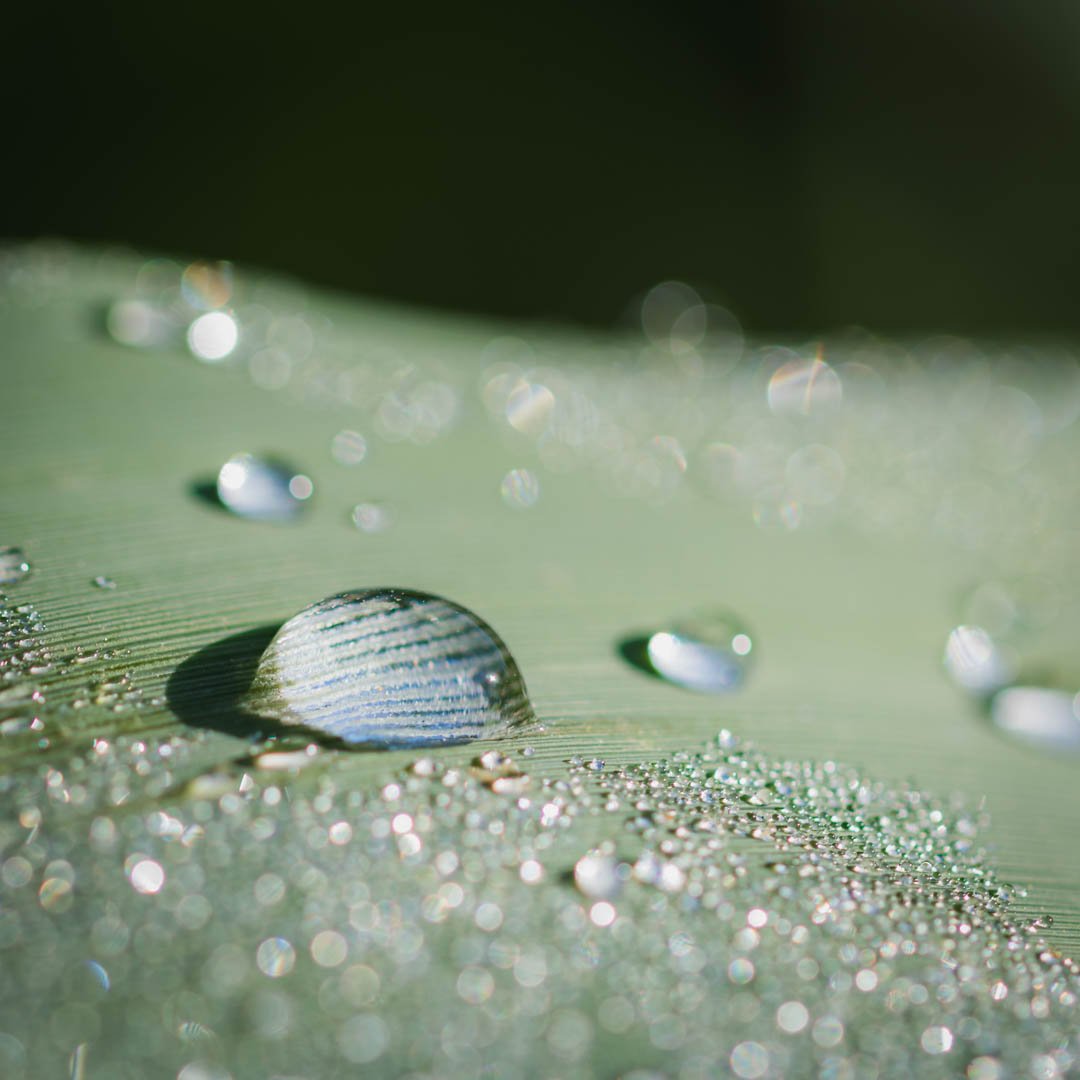 Morning Dewdrops