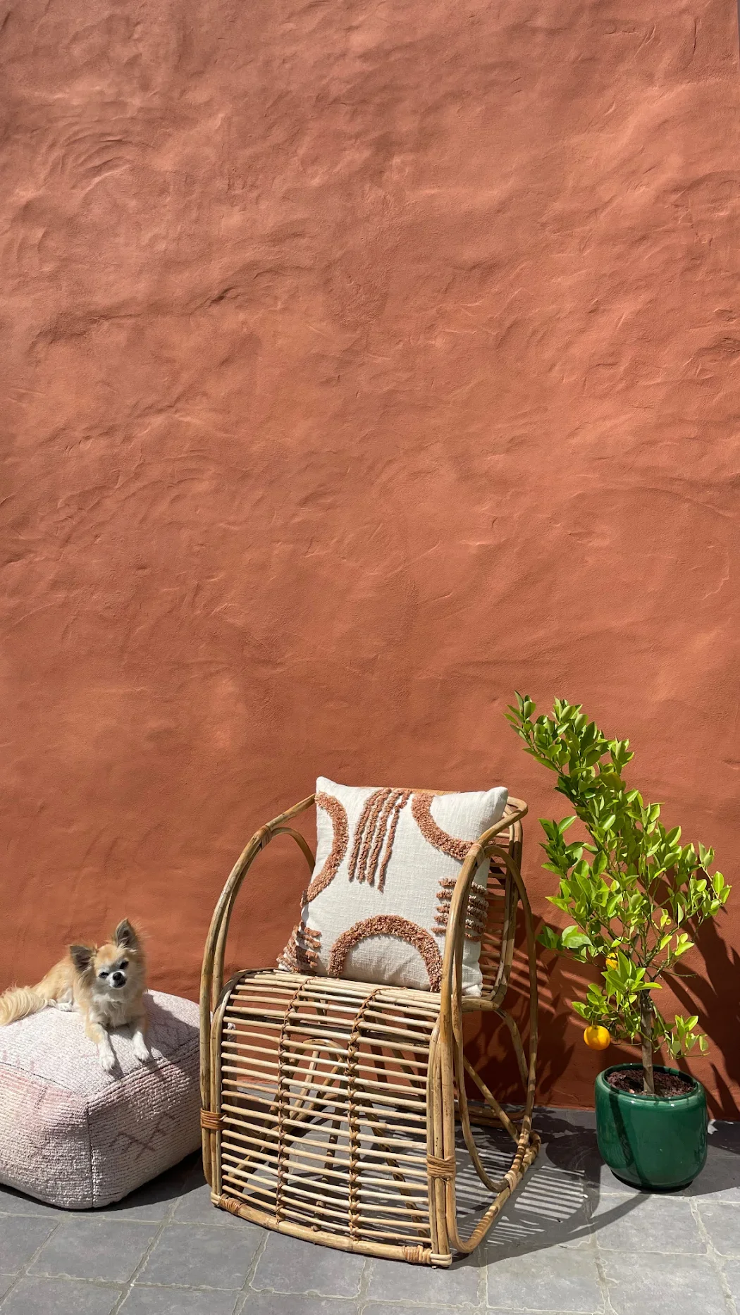 Een rieten stoel met een kussen, een groene plantenpot met een boom, en een kleine hond die op een kussen ligt, voor een oranje muur.