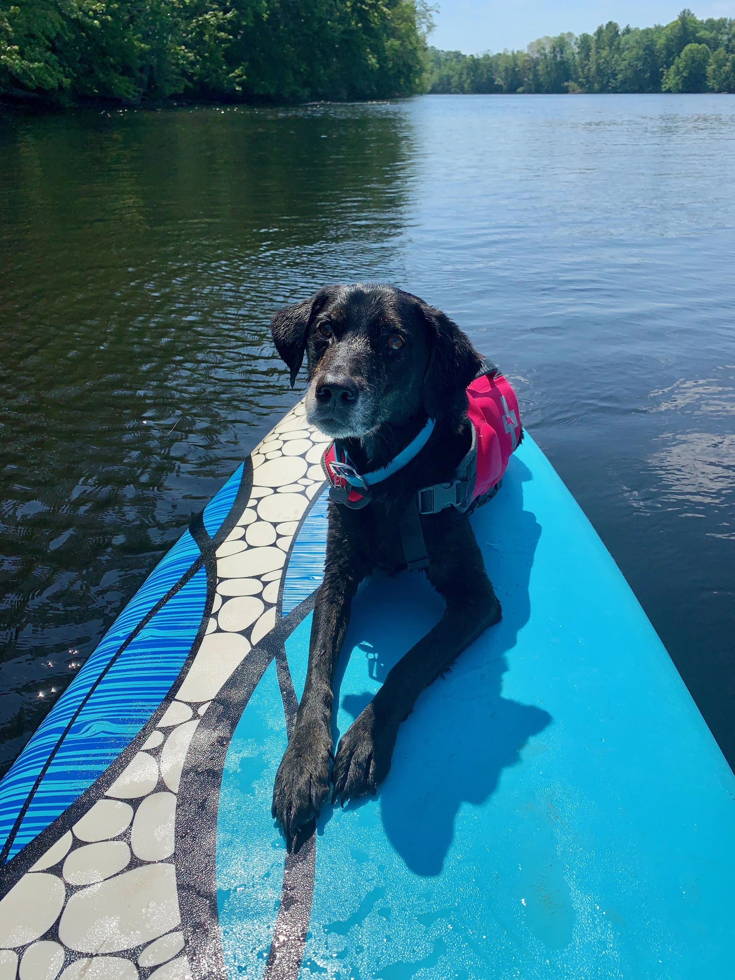 A dog wearing a life jacket on a paddleboard in a lake