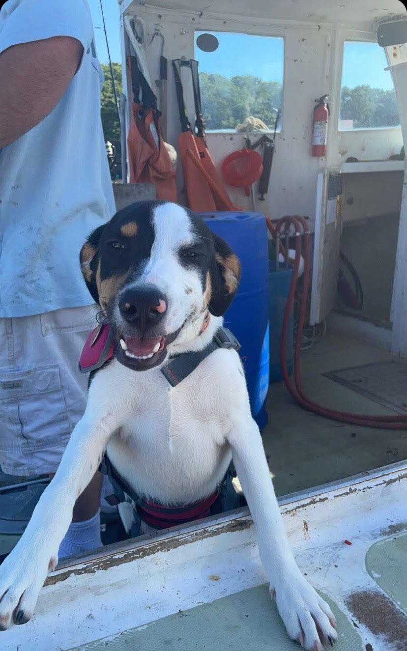 A happy dog standing on a boat with its front paws on the edge, wearing a harness, with a person in the background.