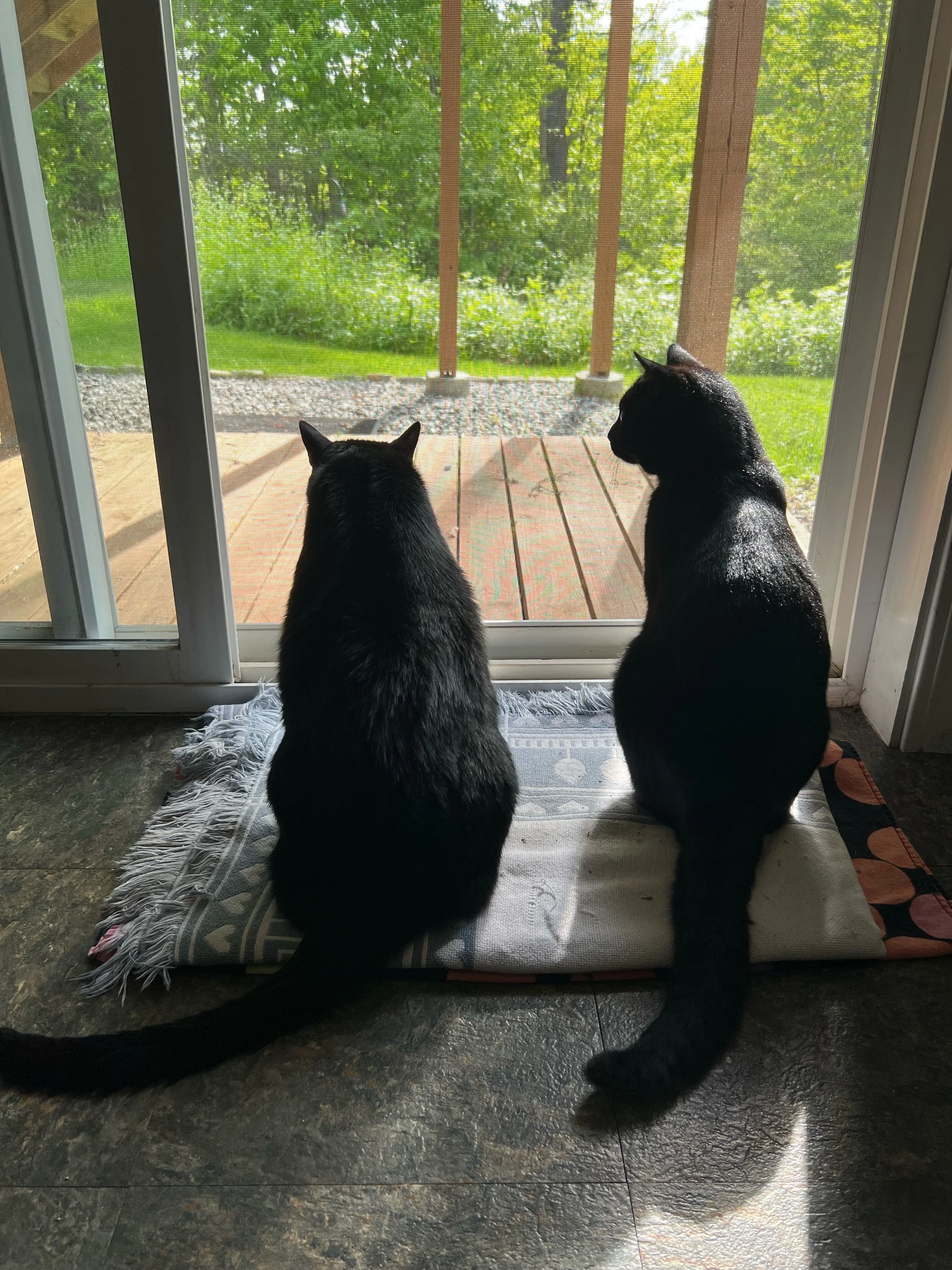 Two black cats sitting on a mat by a glass door, looking outside at a green garden.