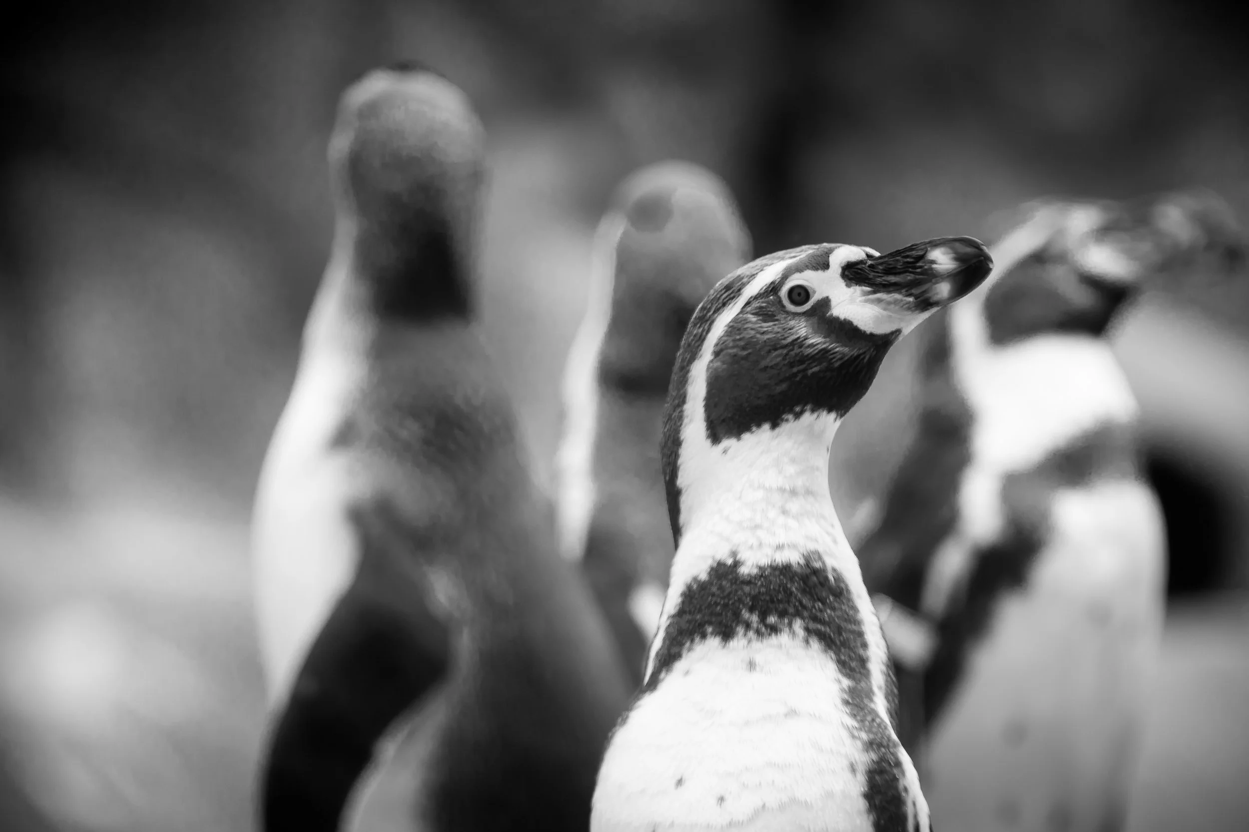 Close-up of a group of penguins, with one prominently in the foreground, in black and white. The penguins are standing close together, with blurred background.