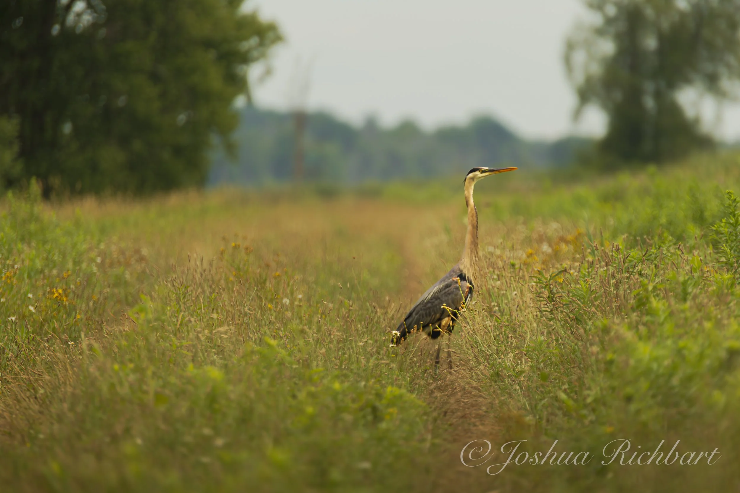 A heron standing on a grassy trail in a field with trees in the background.