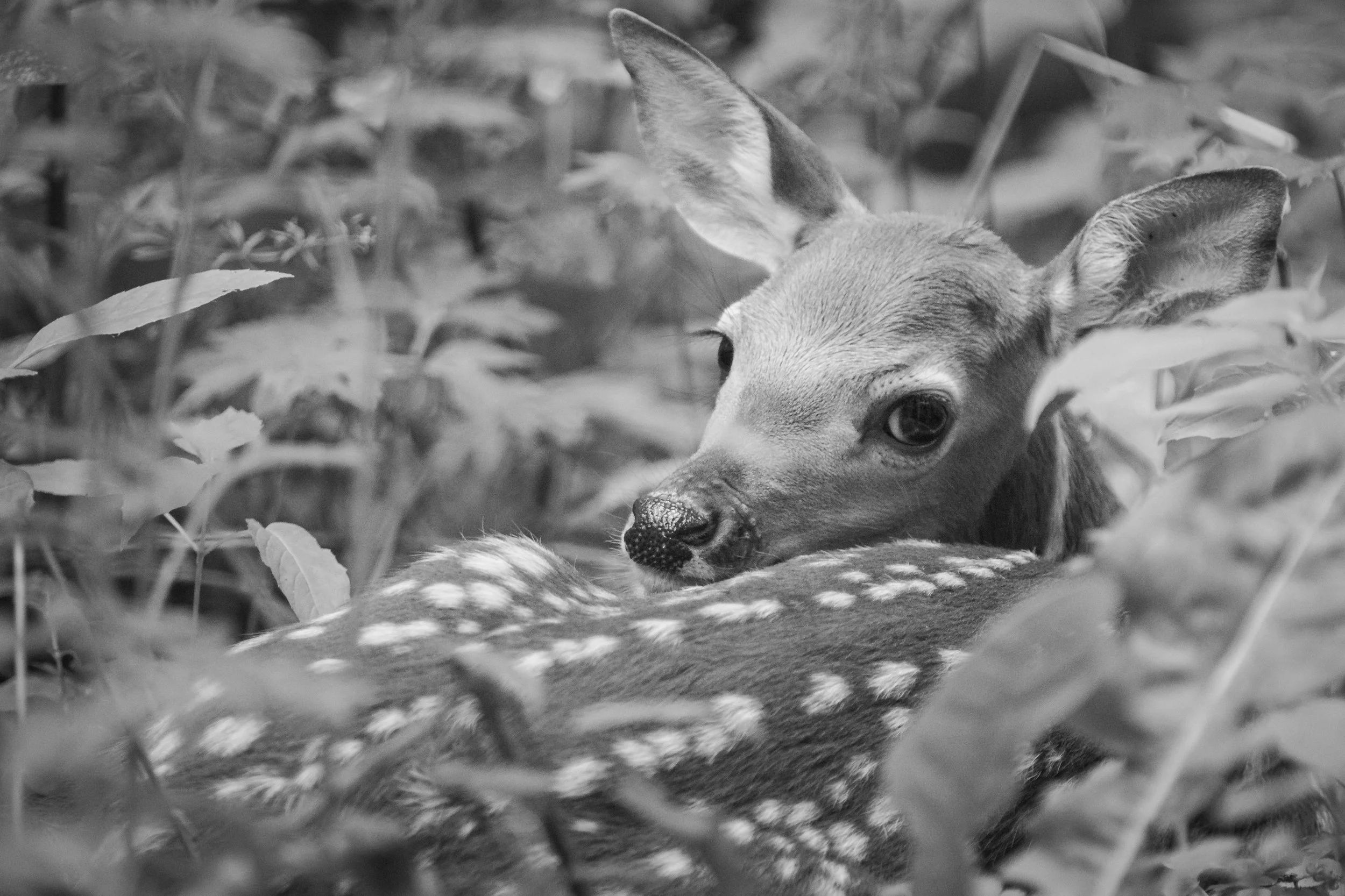 A black and white photo of a young deer lying among tall grass and leaves, facing the camera with big eyes, large ears, and a spotted coat.