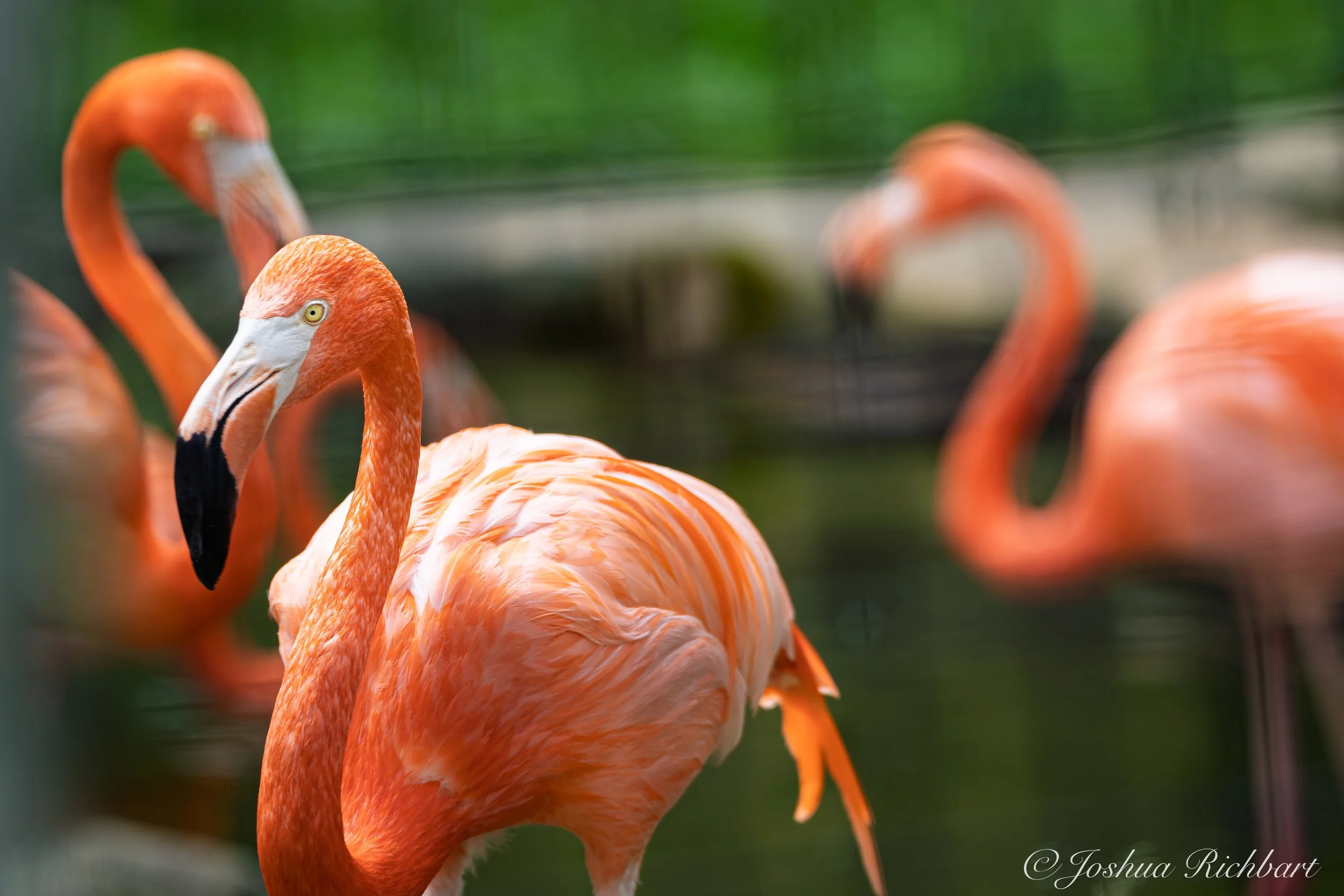 Four flamingos with pink-orange feathers and curved necks, standing in water with a green background.