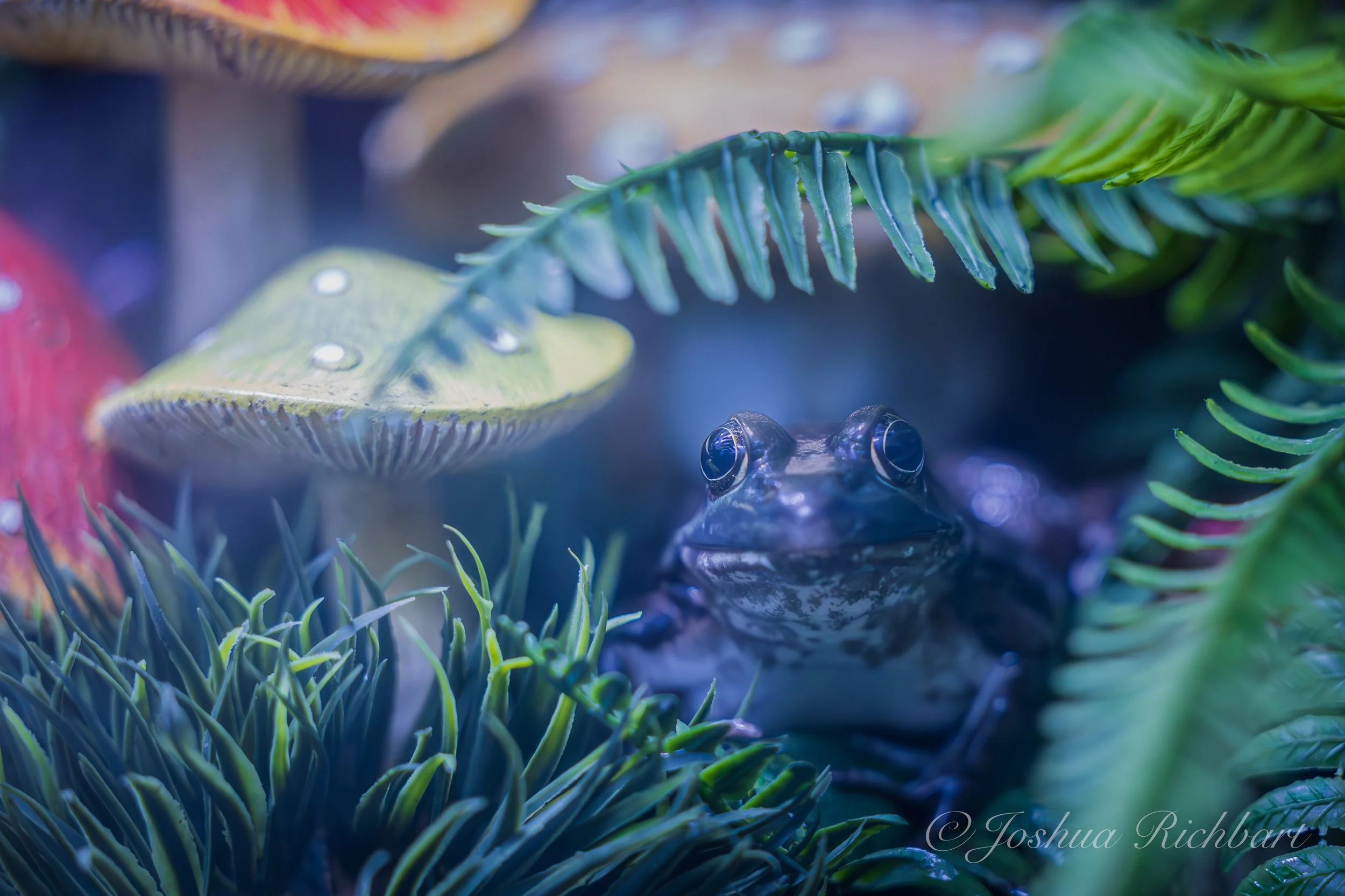 A frog is sitting among various green plants and mushrooms. The frog has large, dark eyes and a mottled grayish-green body, blending into the lush surroundings.