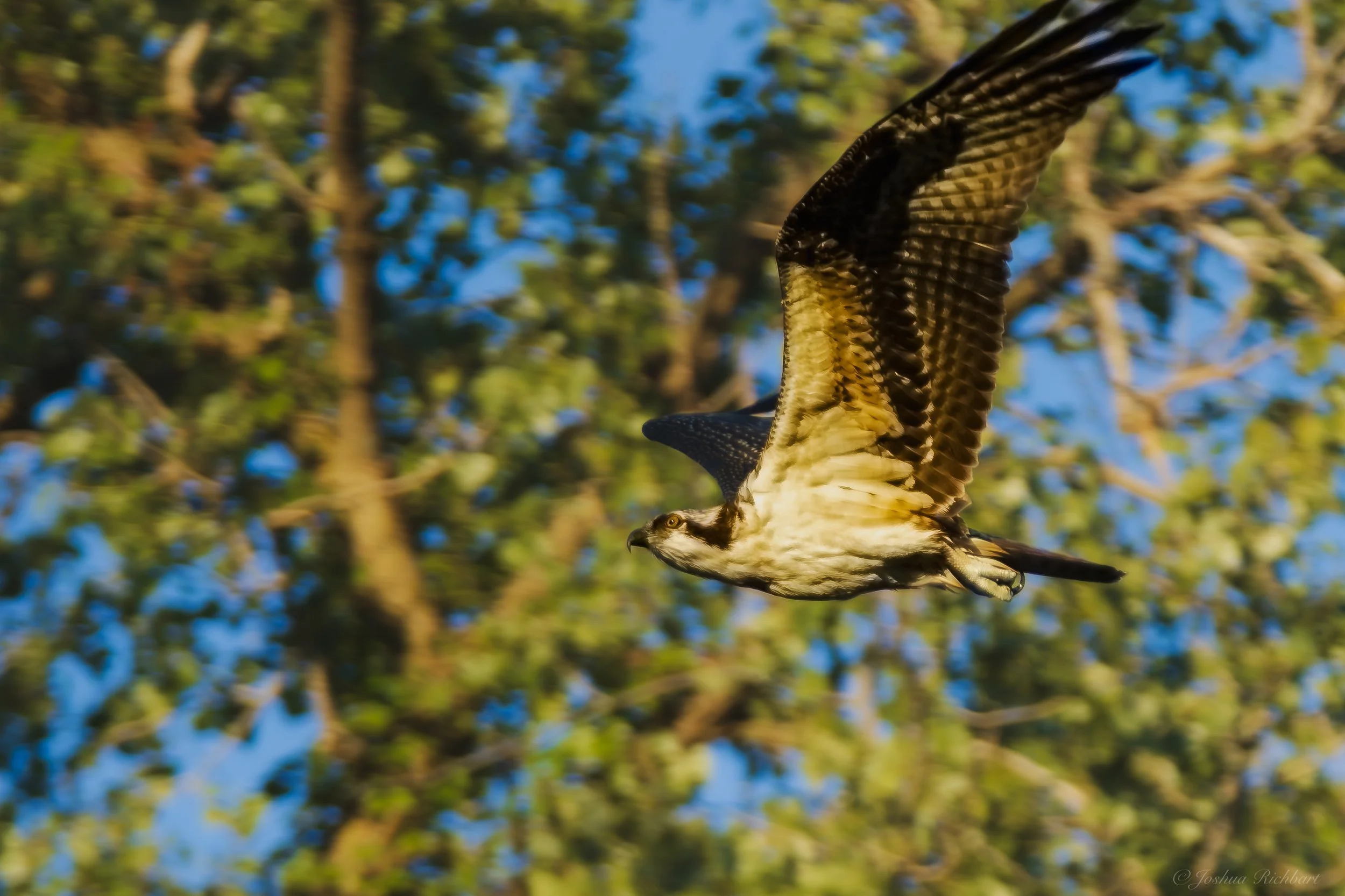 An osprey flying with outstretched wings in a forested background with blue sky.