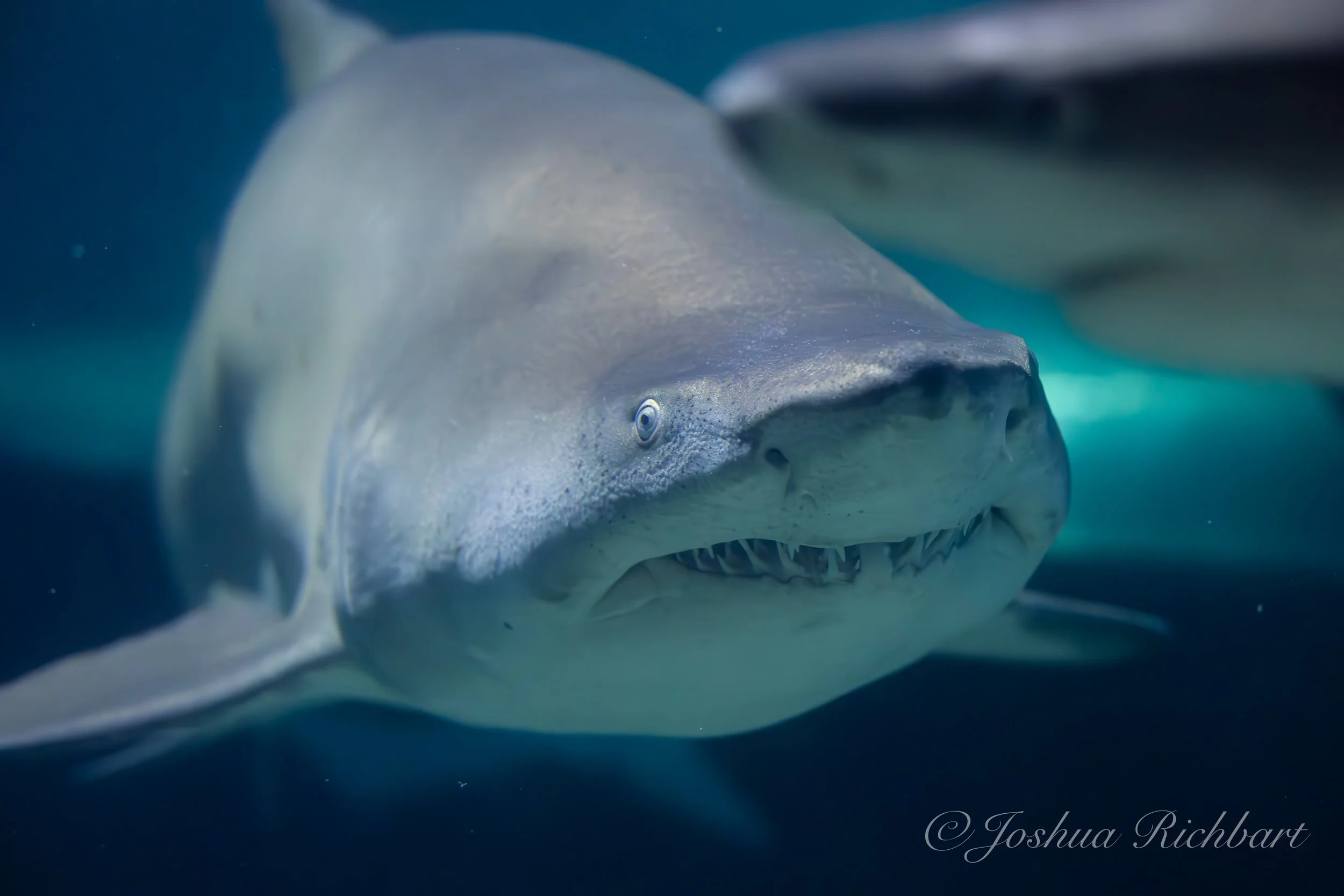 Close-up of a shark swimming underwater, showing its head, eyes, and sharp teeth.